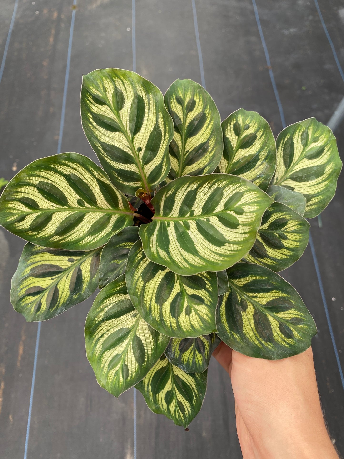 Calathea Makayona