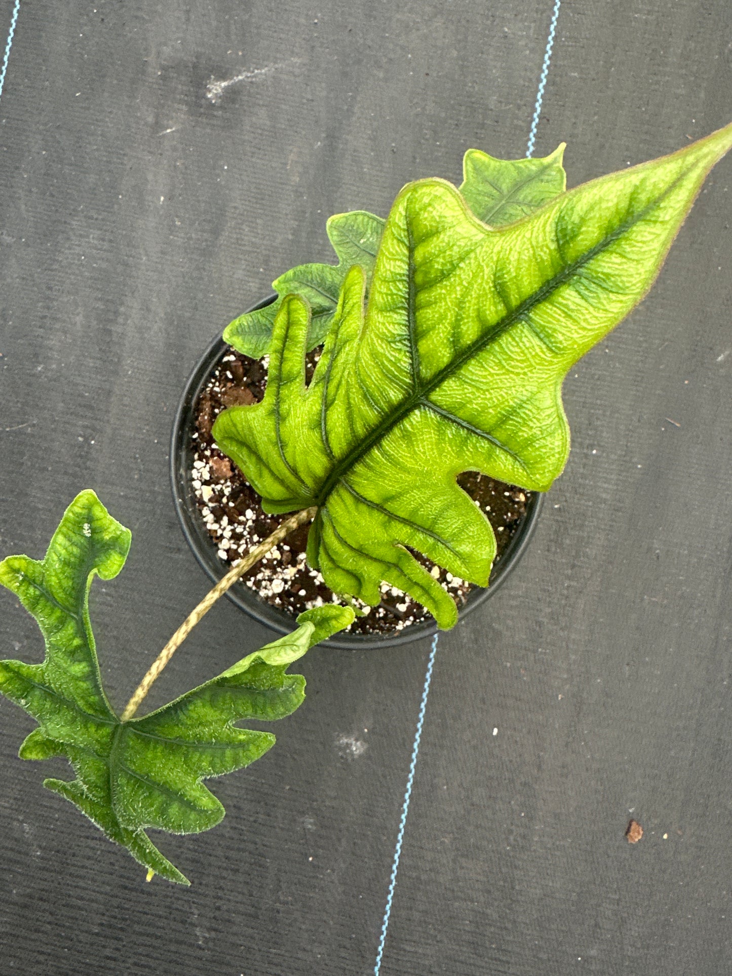 Alocasia Jacklyn