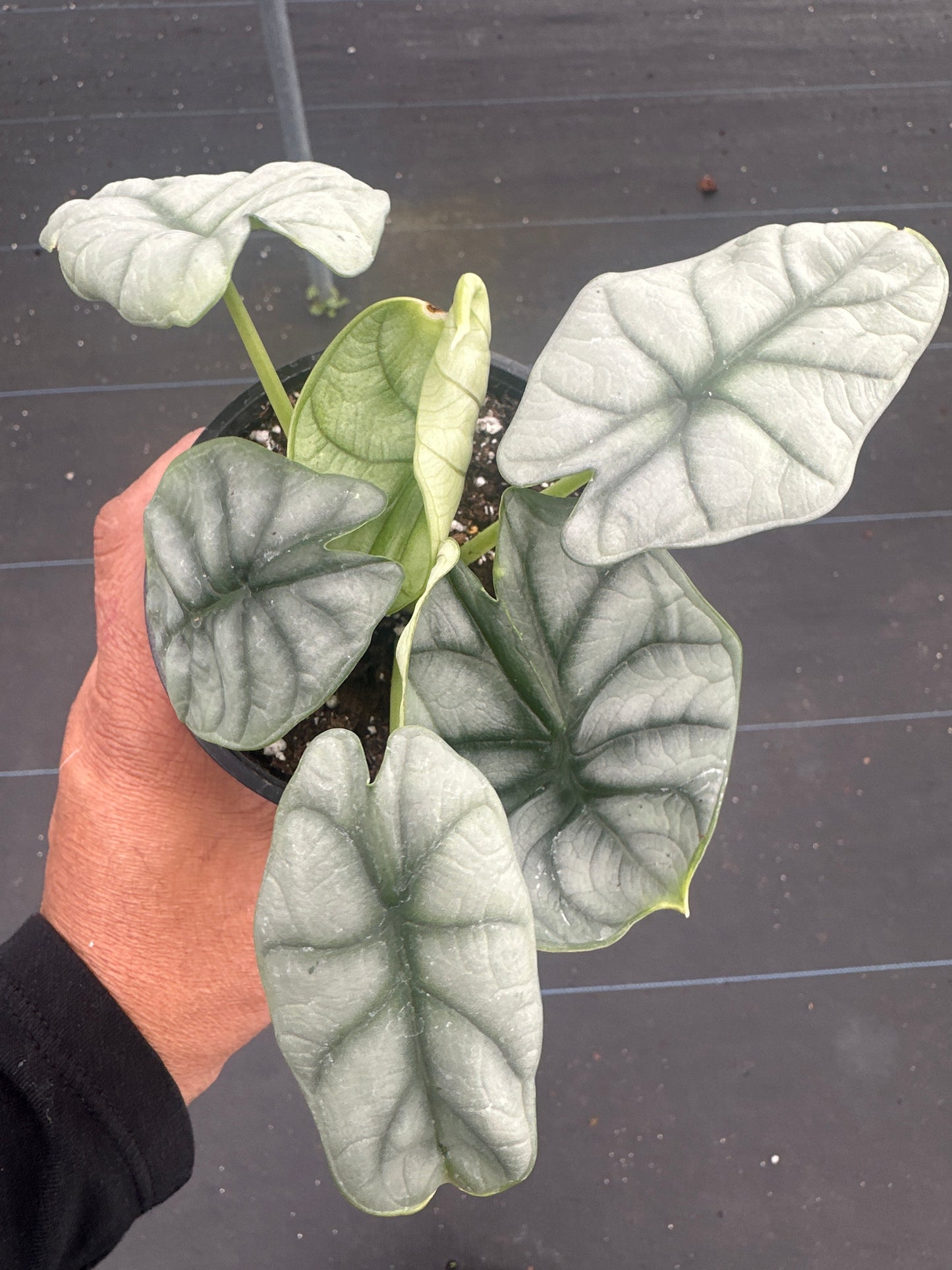 Alocasia Silver Dragon Scale