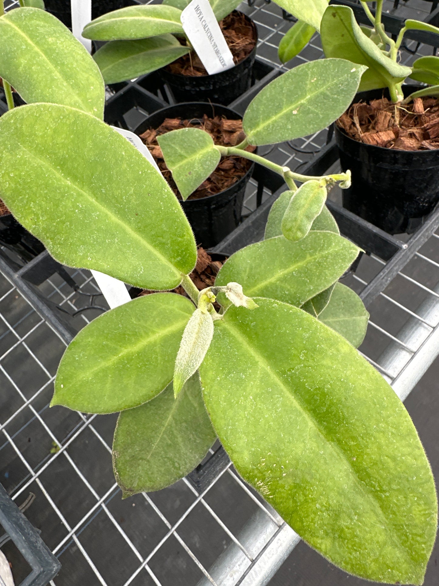 Hoya Calycina Stargazer