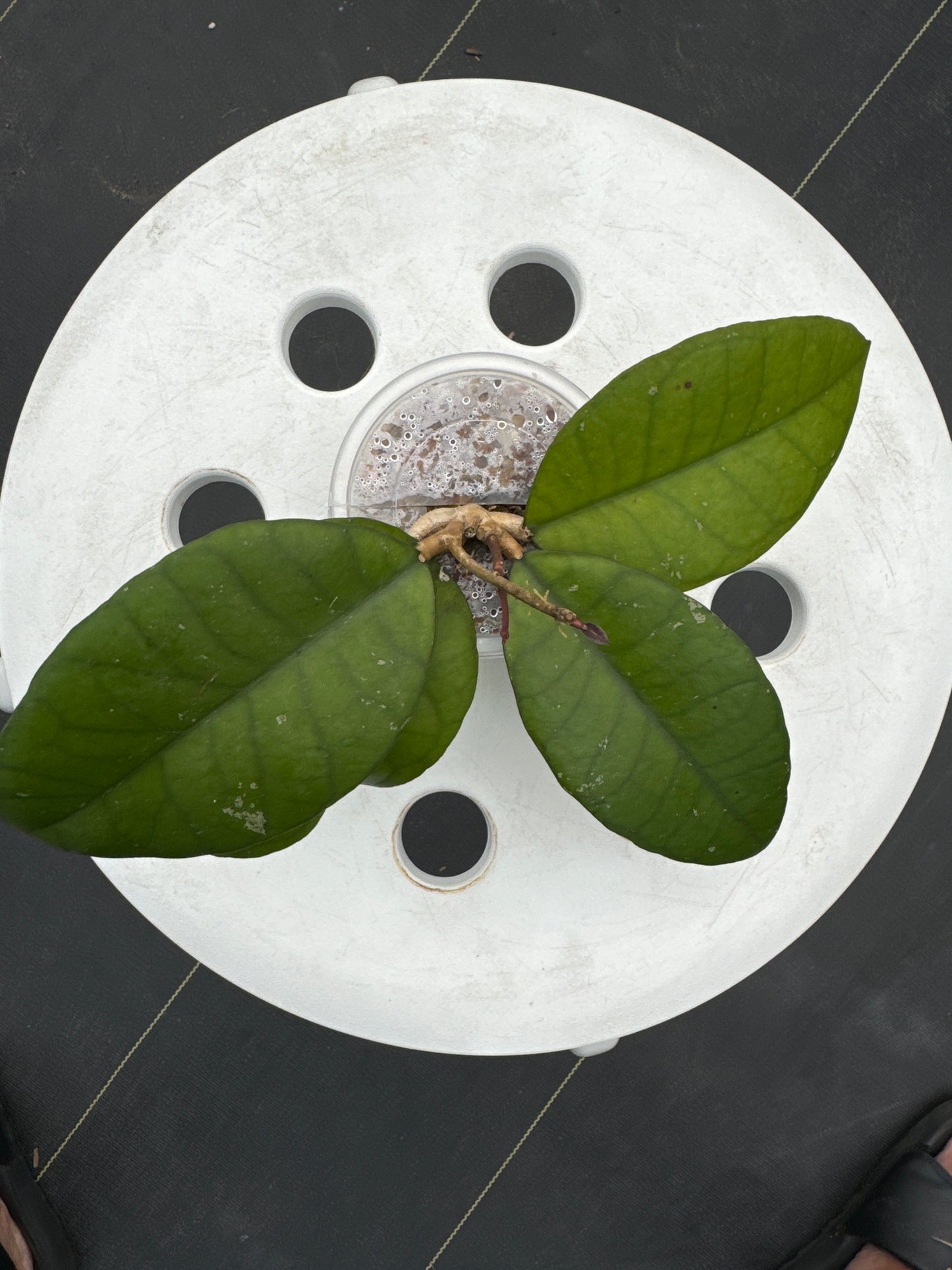 Hoya Calistophylla Veinless Sp