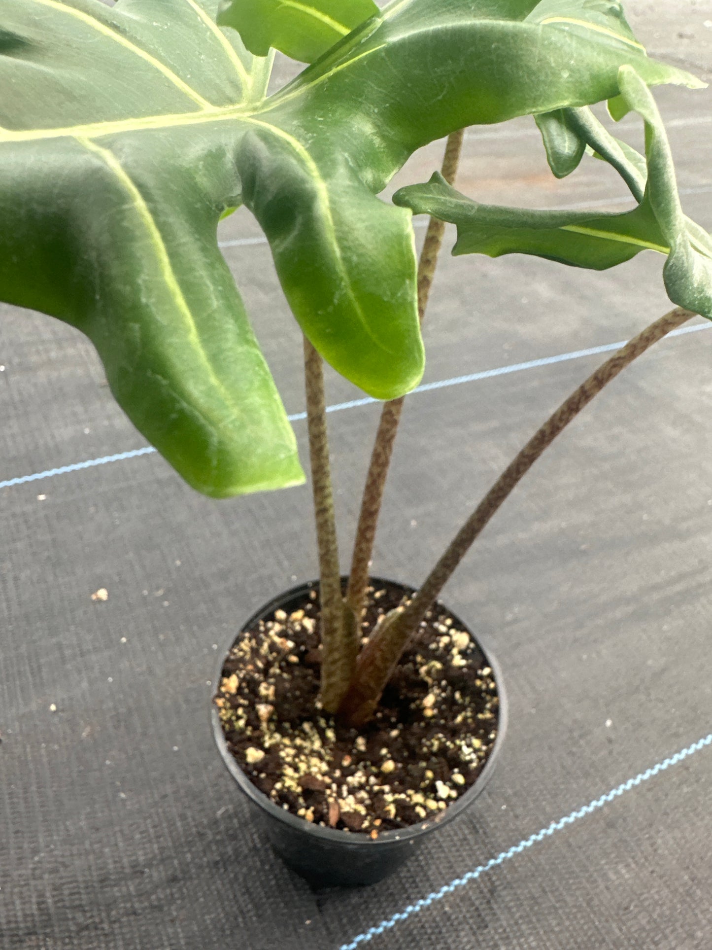 Alocasia Portei