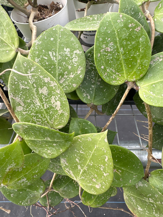 Hoya Parasitica Splash