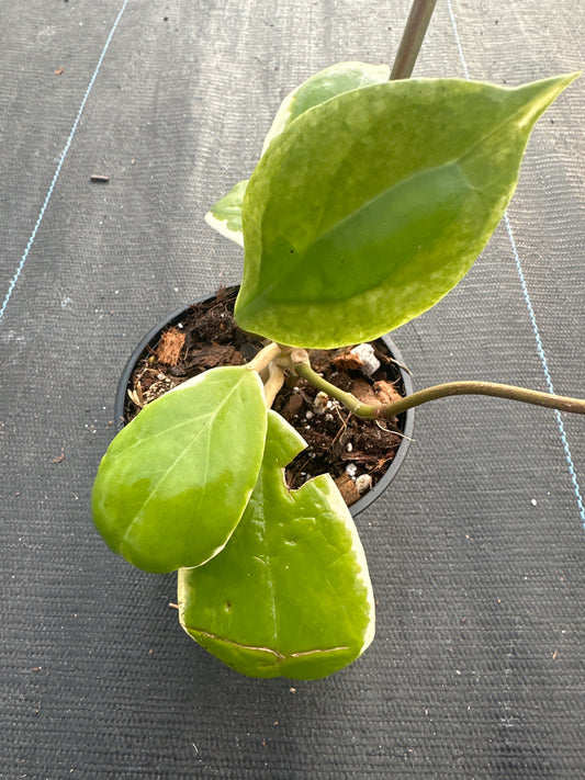 Hoya Incrassata Albo