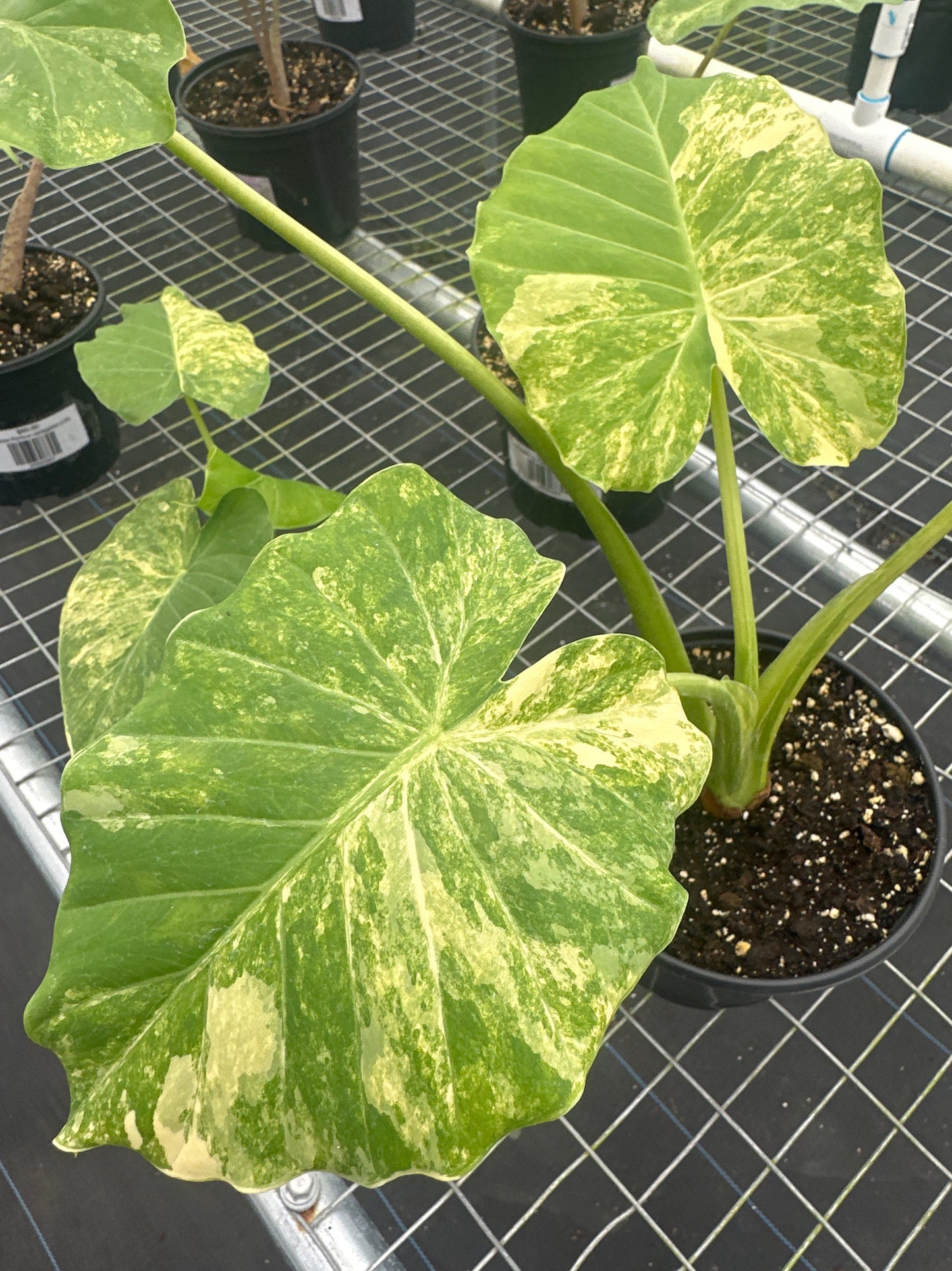 Alocasia Gageana Aurea