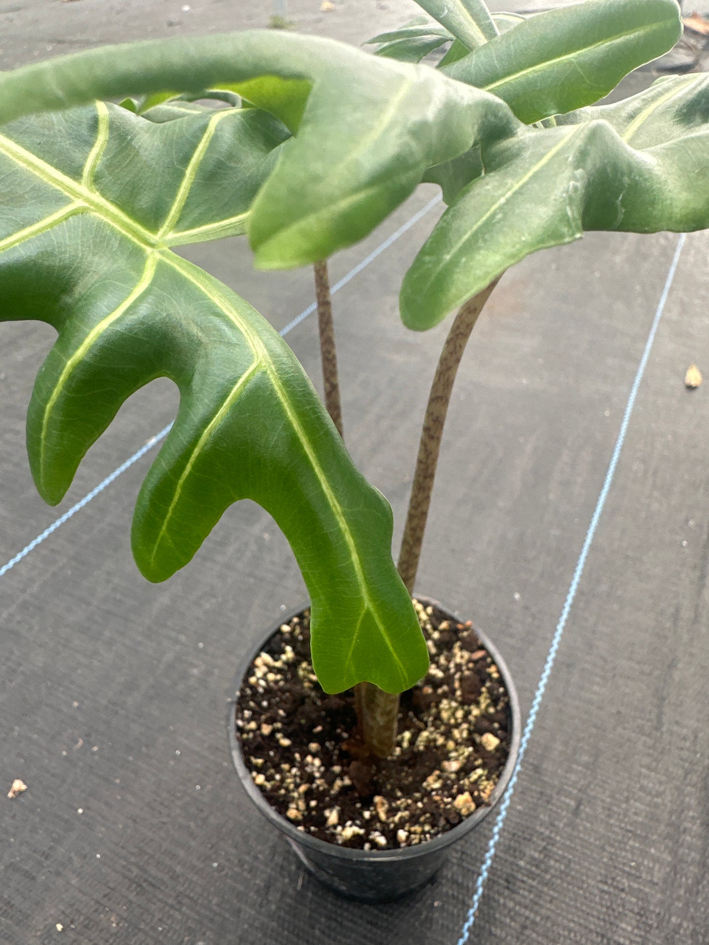 Alocasia Portei