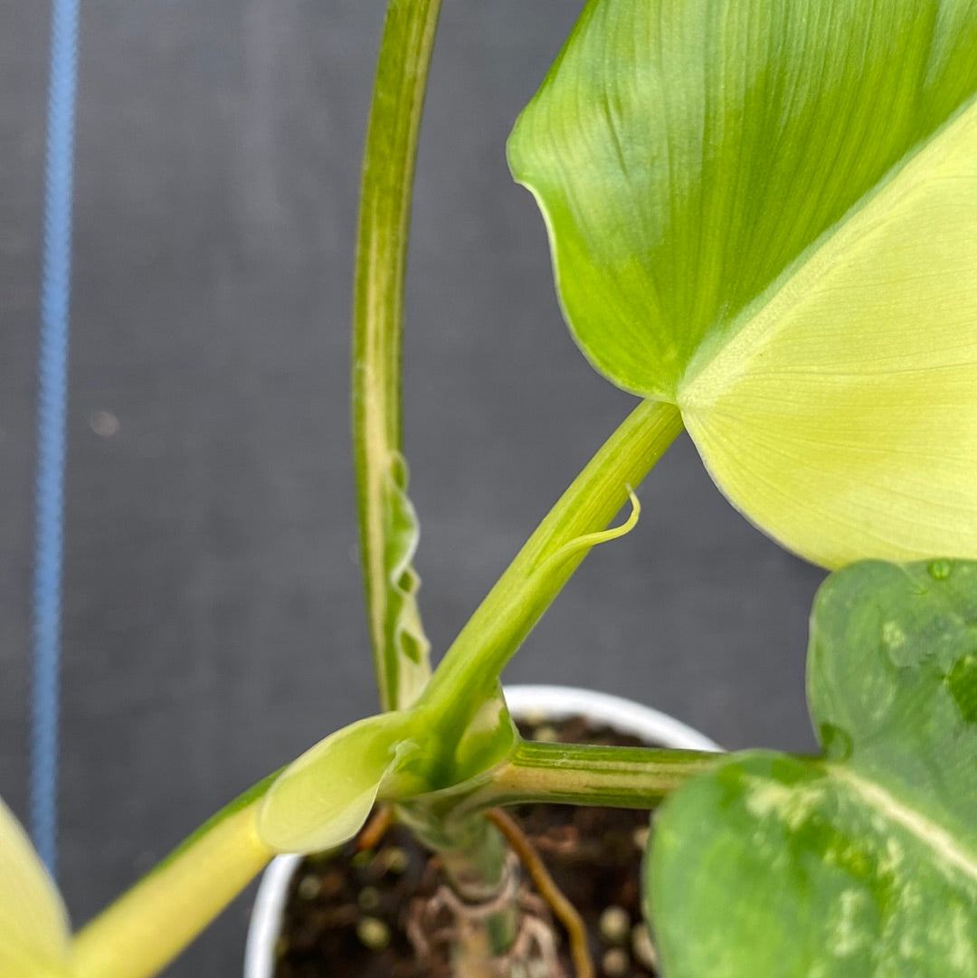 Philodendron Domesticum Var.