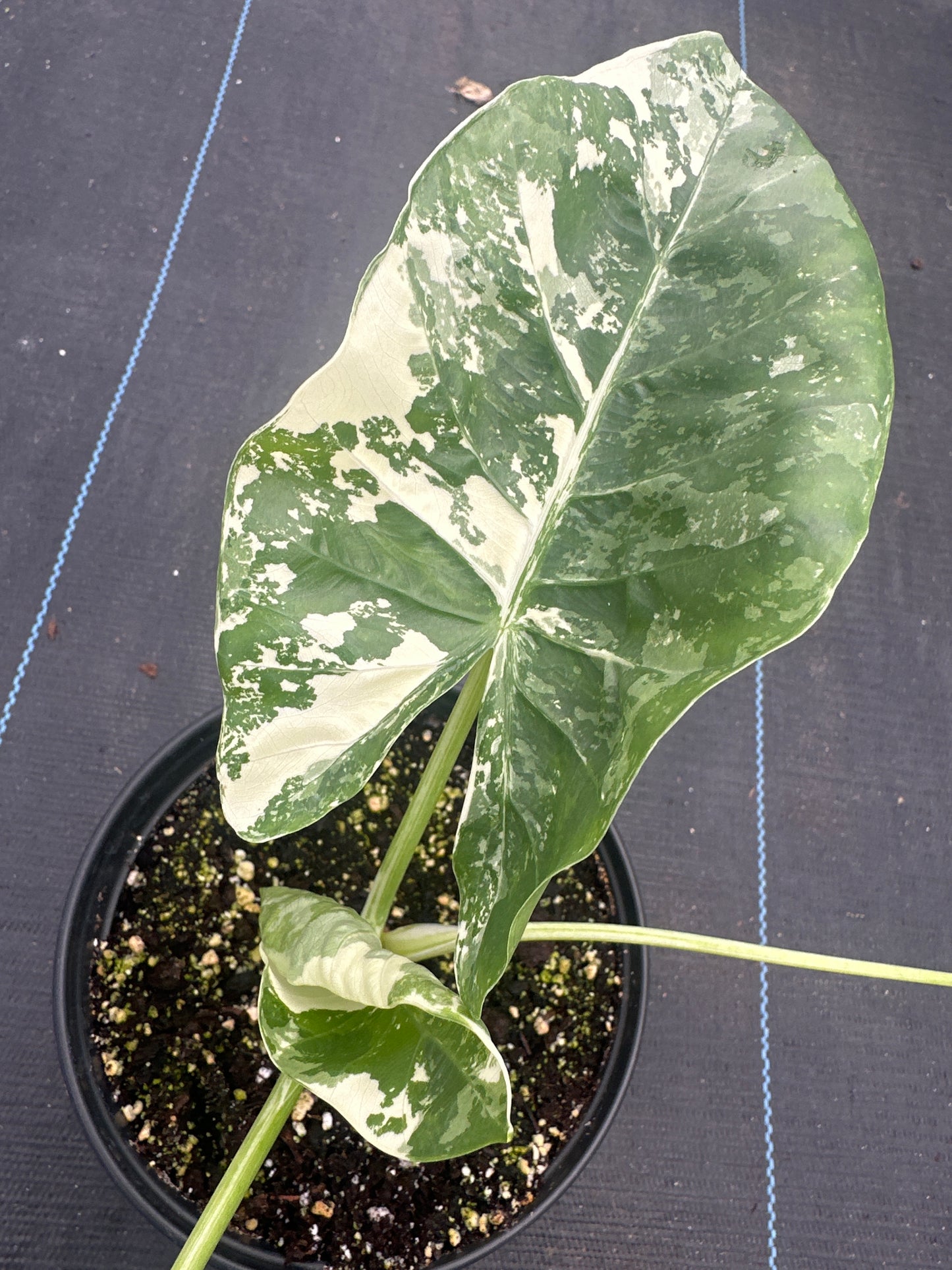 Alocasia Machroniza Albo