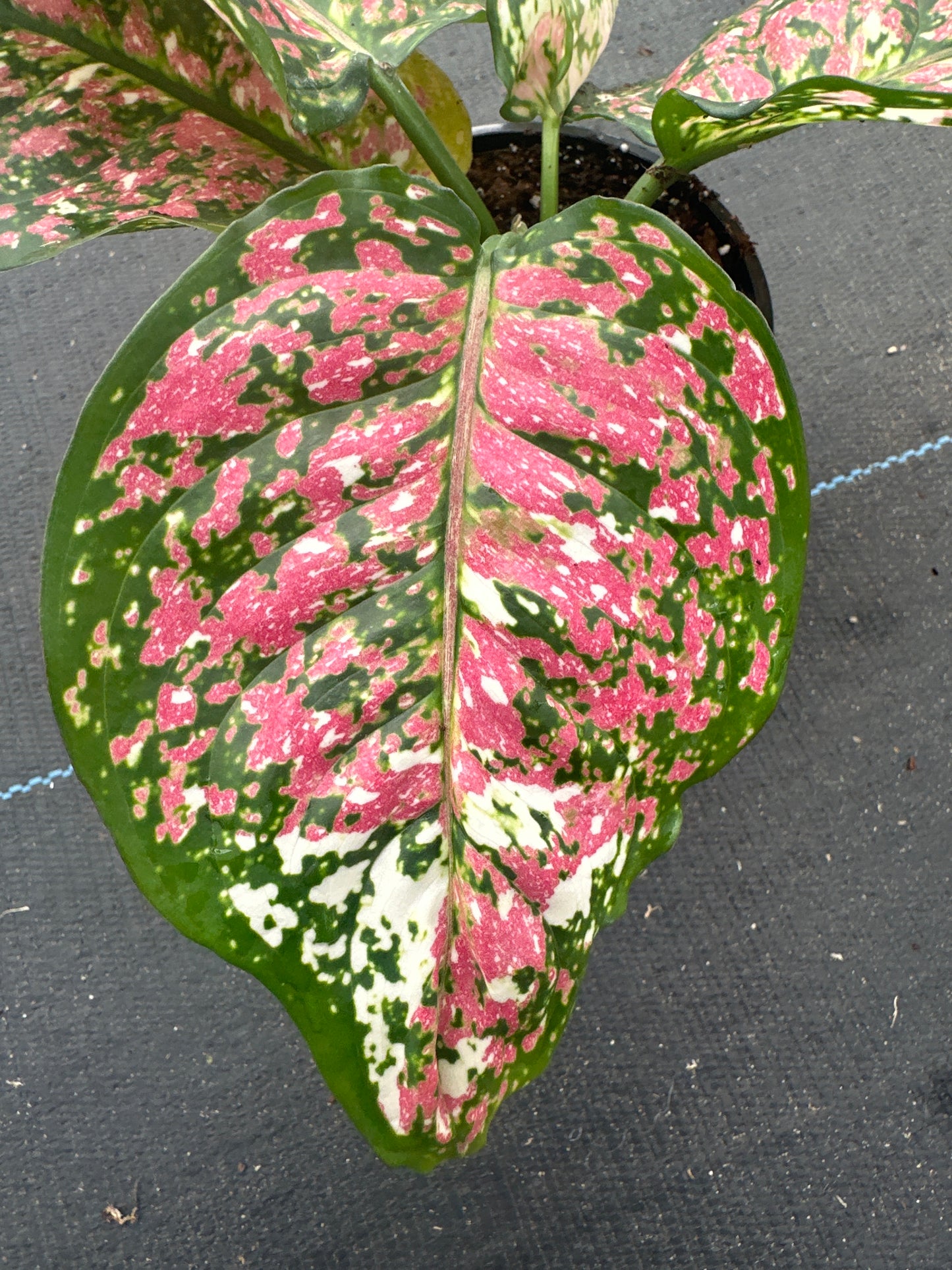 Aglaonema Anyamanee tricolor