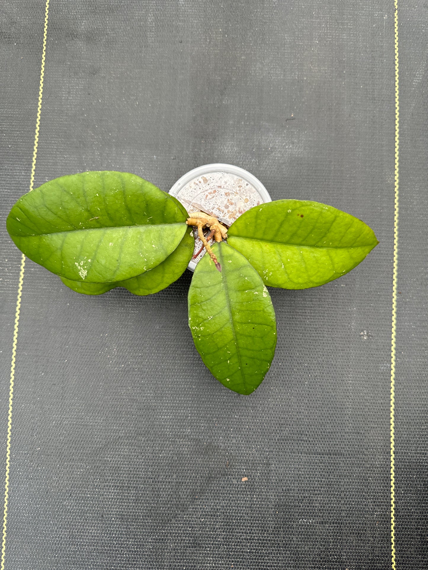 Hoya Calistophylla Veinless Sp