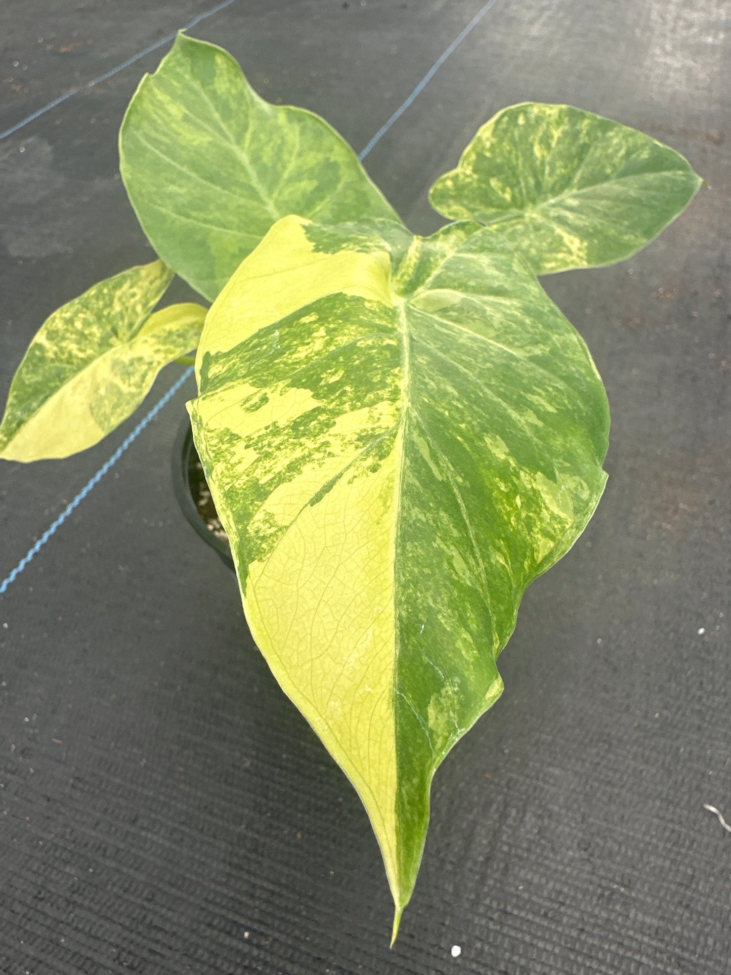 Alocasia Gageana Aurea