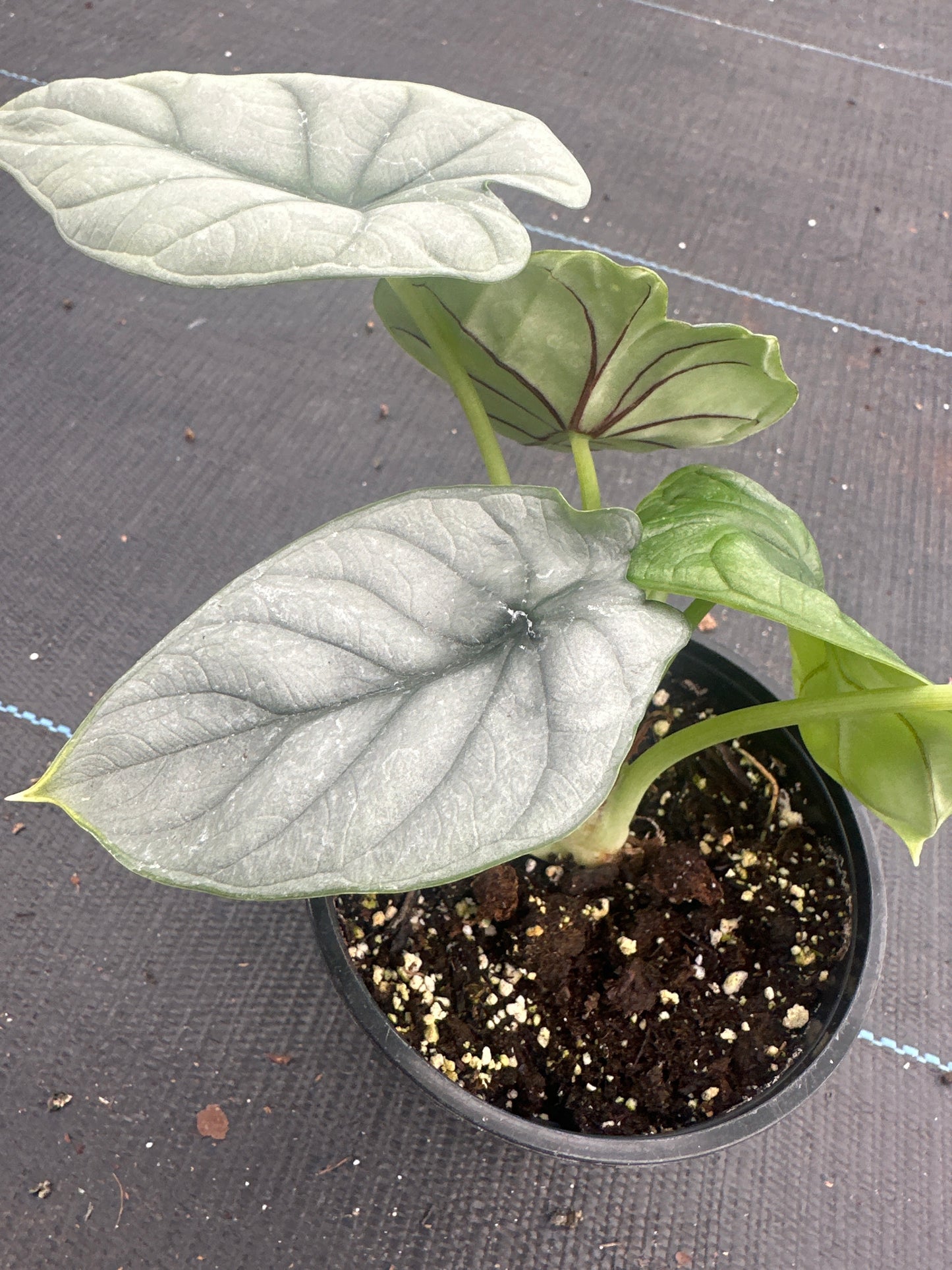 Alocasia Silver Dragon Scale