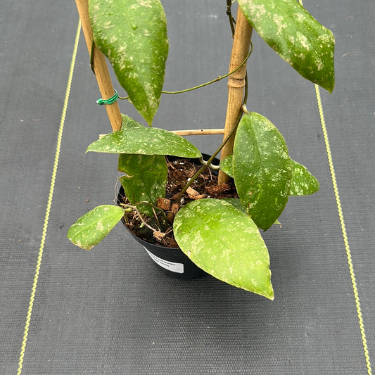 Hoya Finlaysonii Splash
