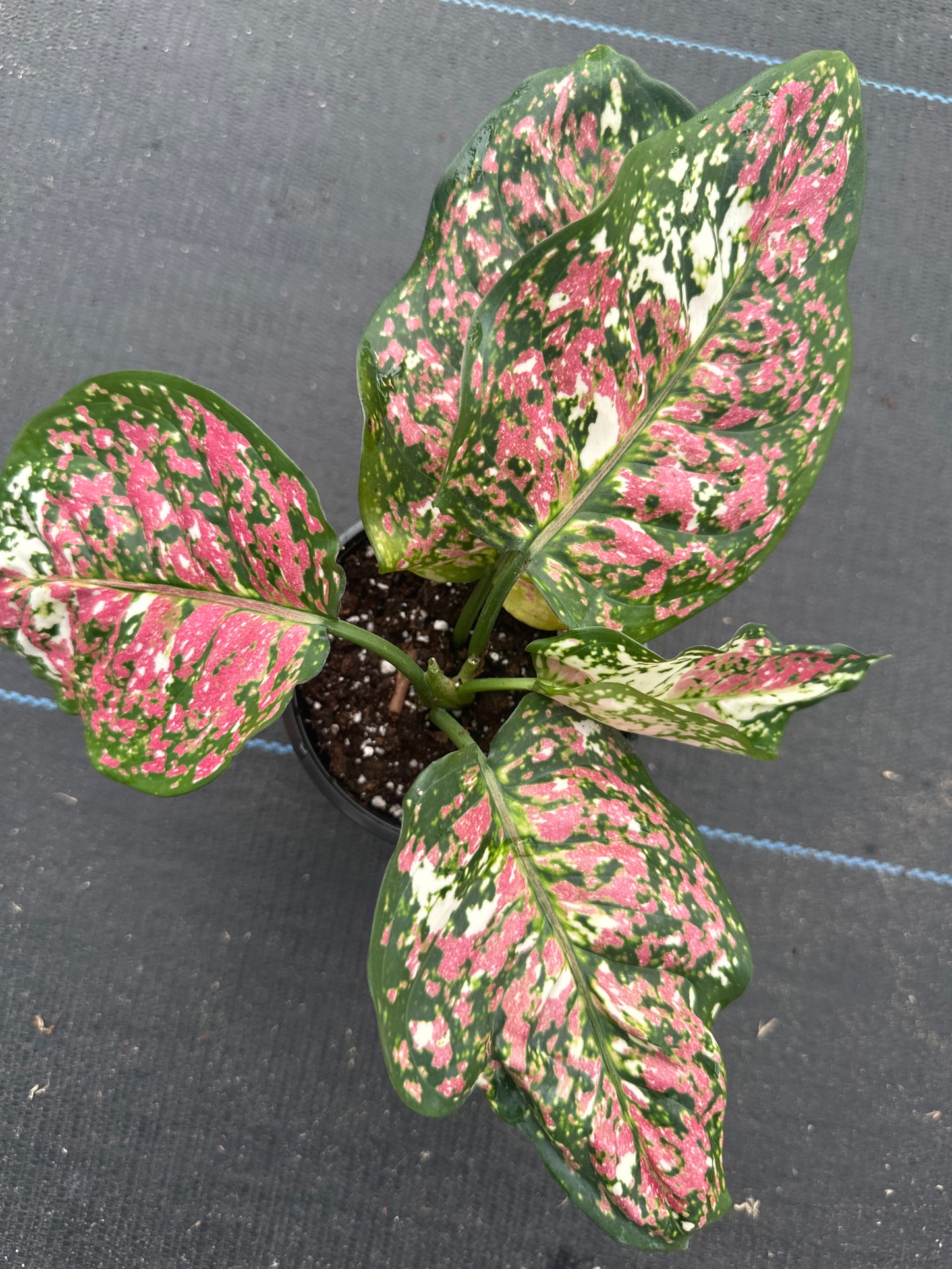 Aglaonema Anyamanee tricolor