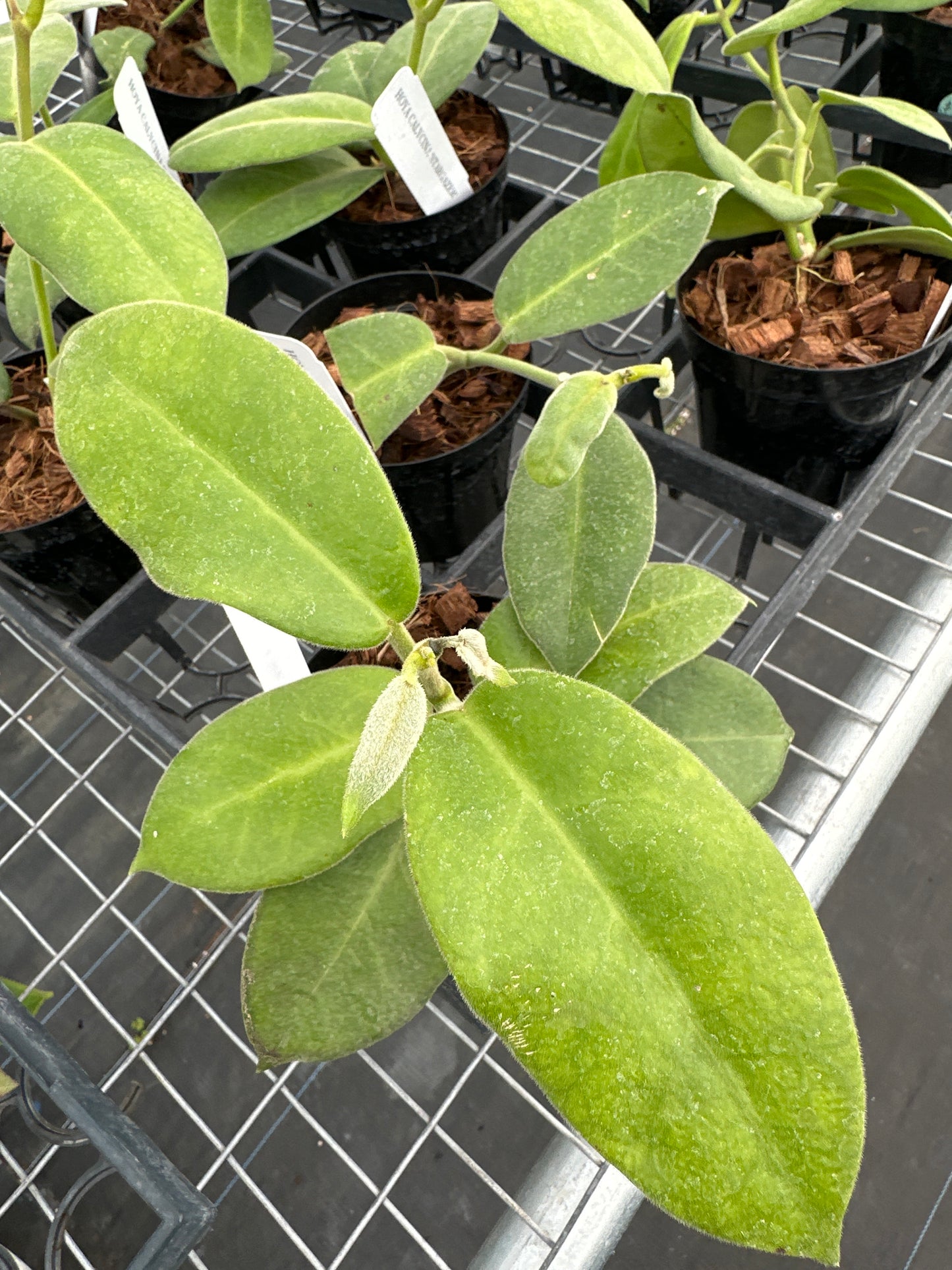 Hoya Calycina Stargazer