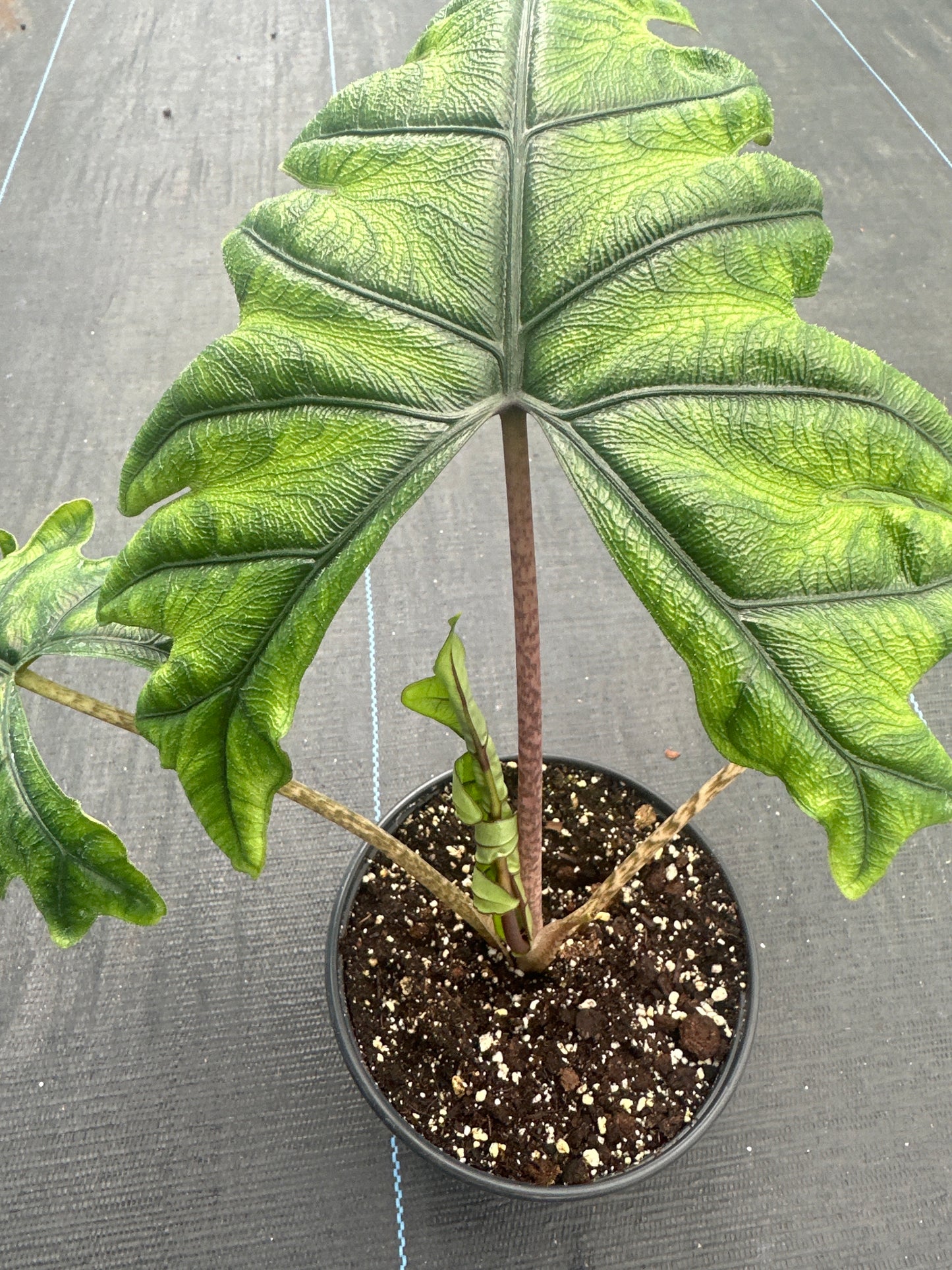 Alocasia Jacklyn