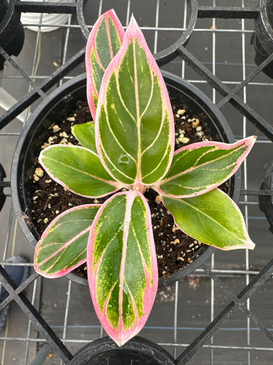 Aglaonema Lotus Delight