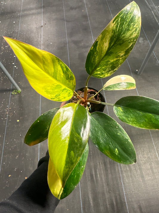 Philodendron Ted Congo