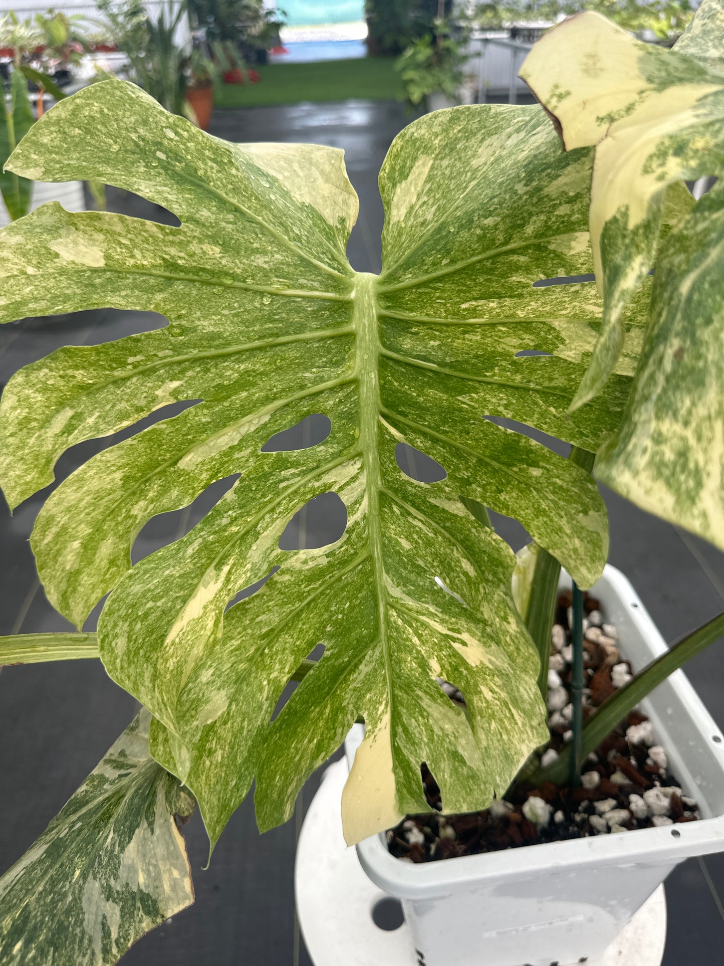 Monstera Thai Constellation Legacy