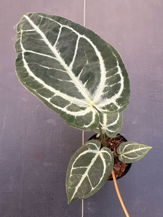 Anthurium Crystallinum