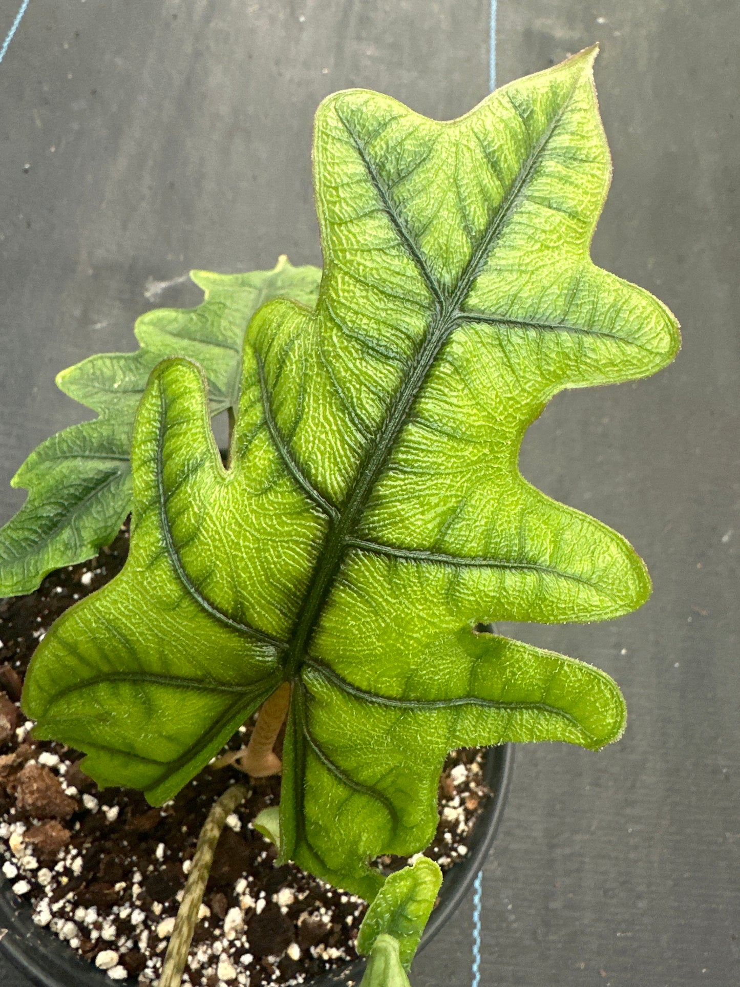 Alocasia Jacklyn