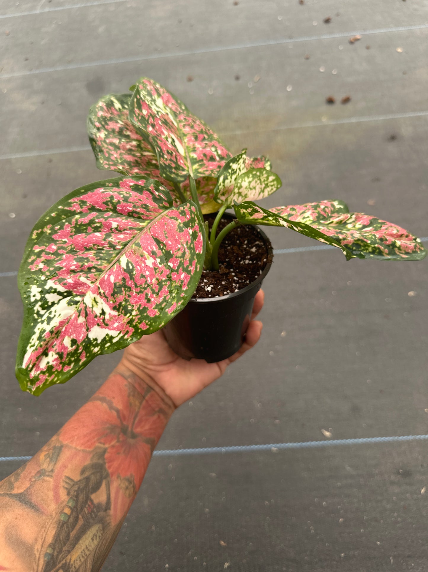 Aglaonema Anyamanee tricolor