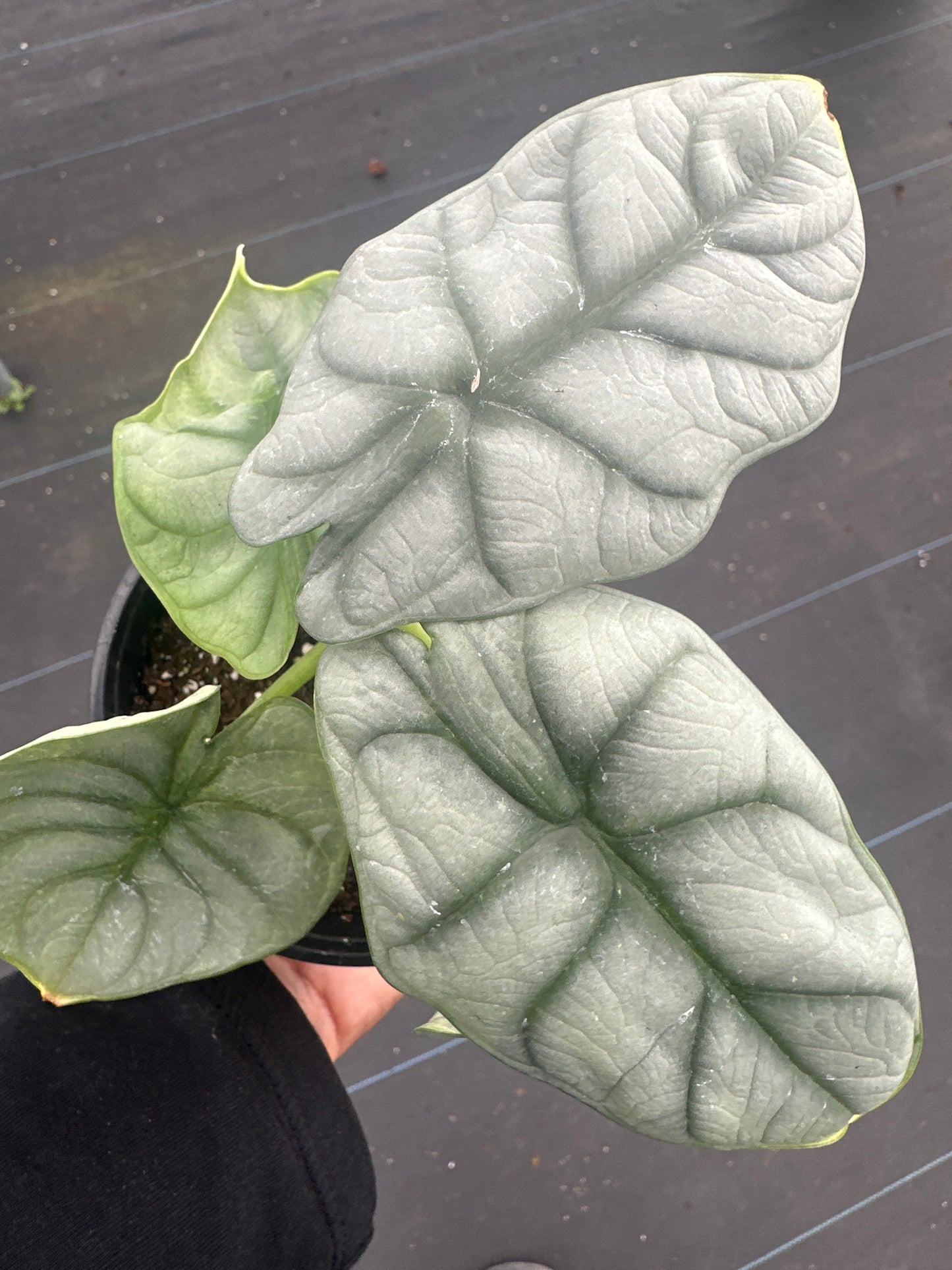 Alocasia Silver Dragon Scale