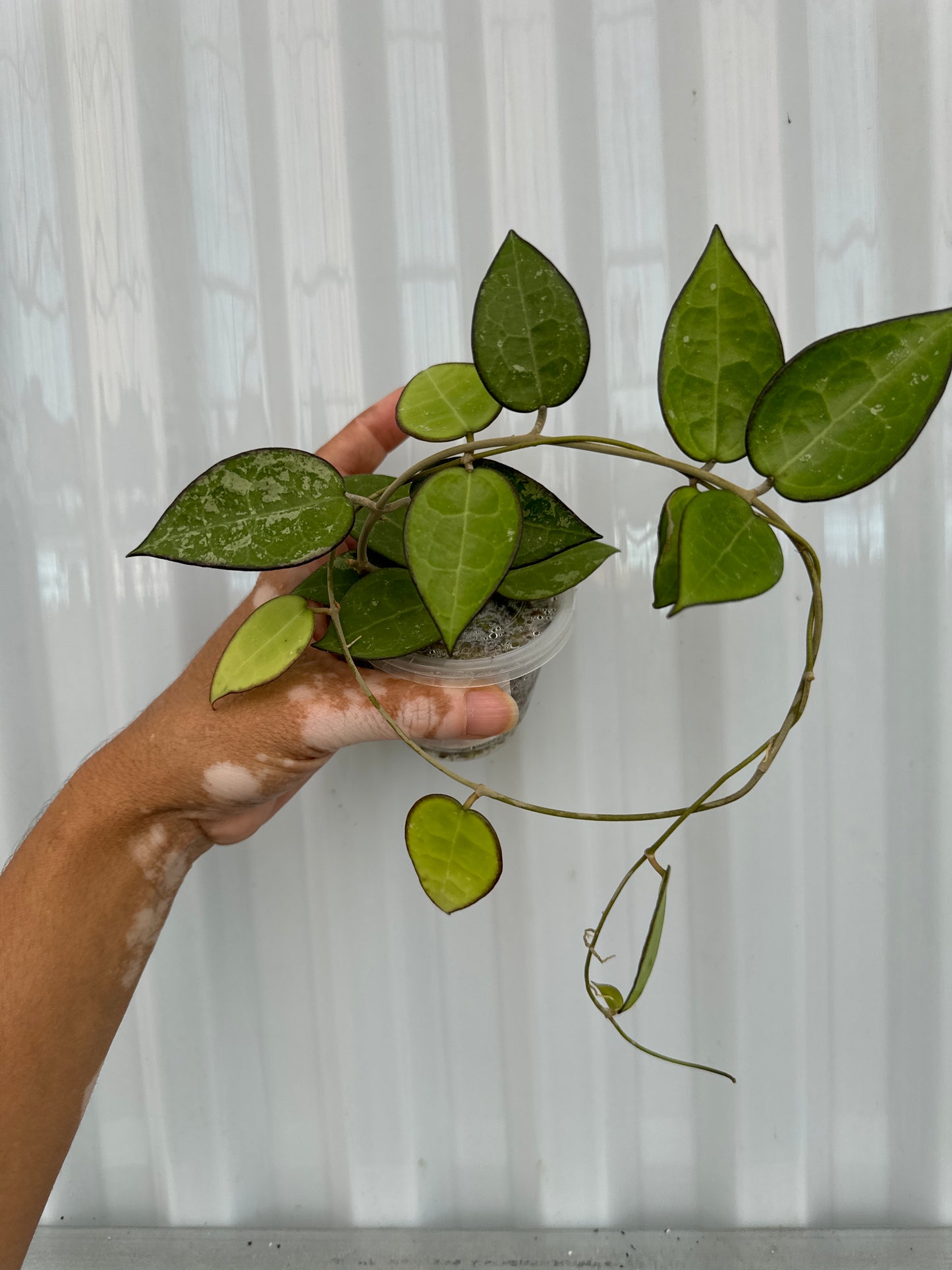 Hoya Verticillata