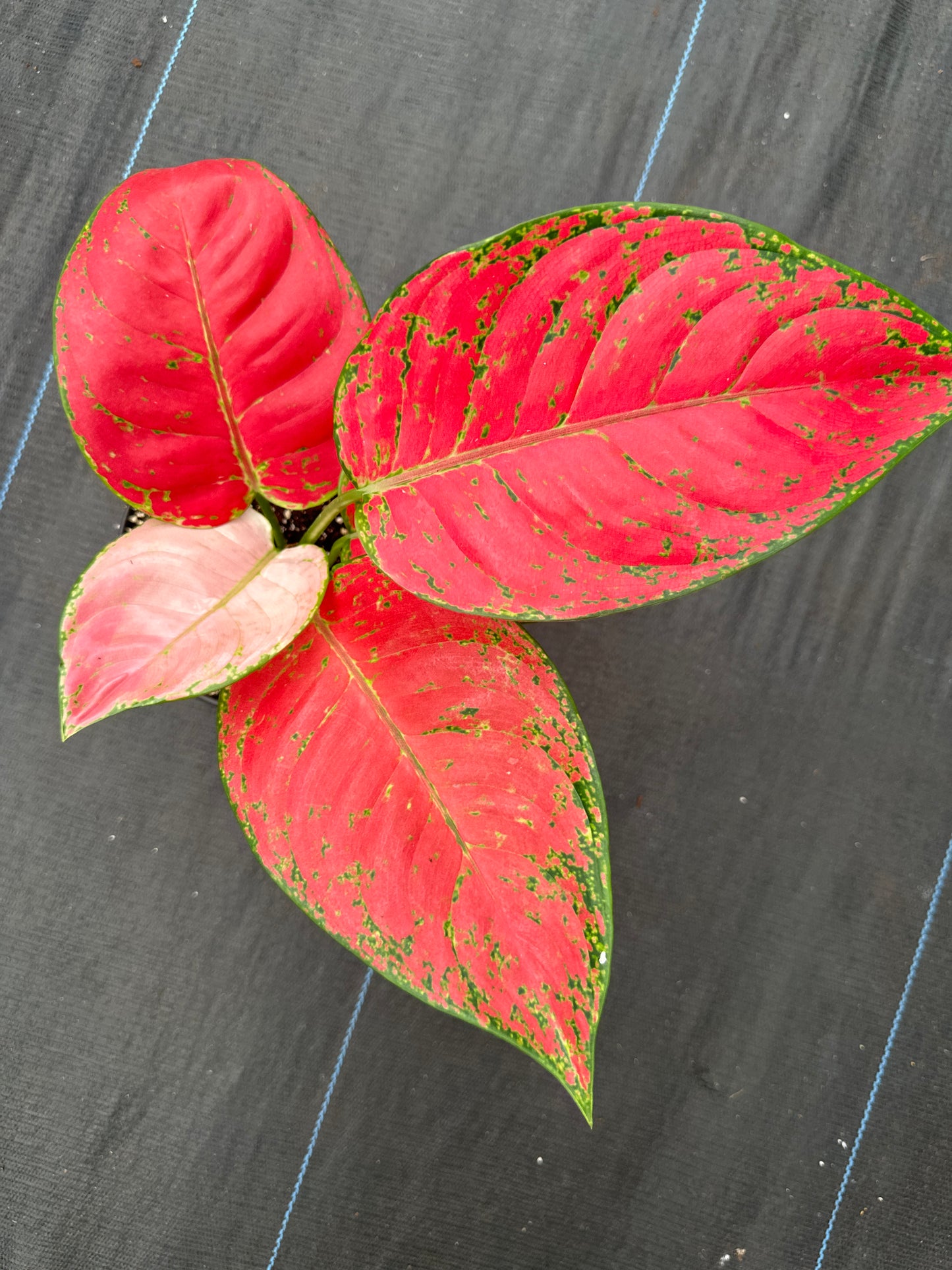 Aglaonema Mongkol