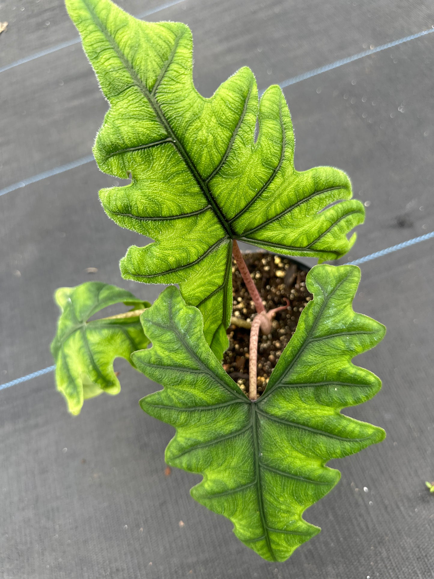 Alocasia Jacklyn