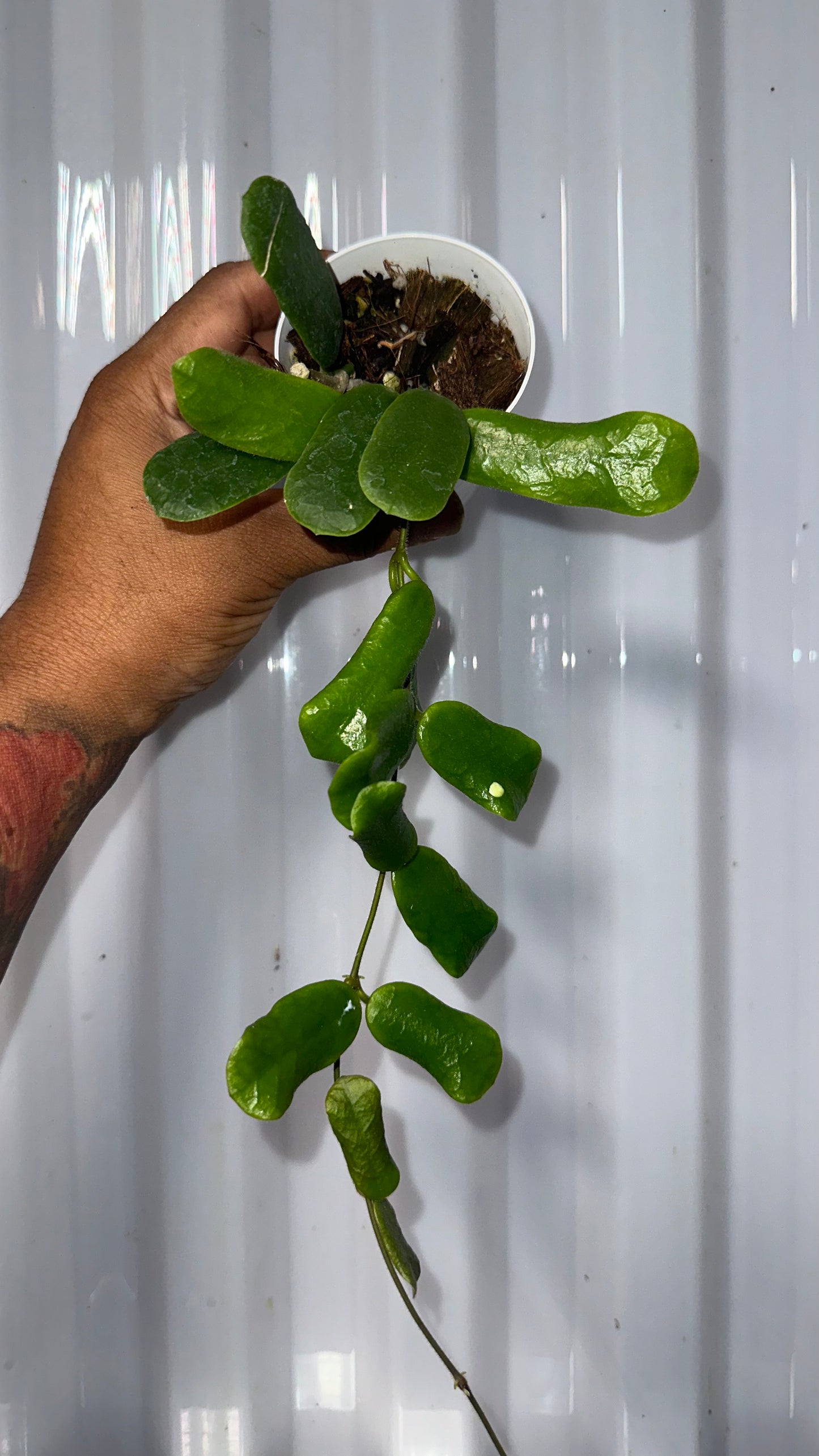 Hoya Rotundiflora