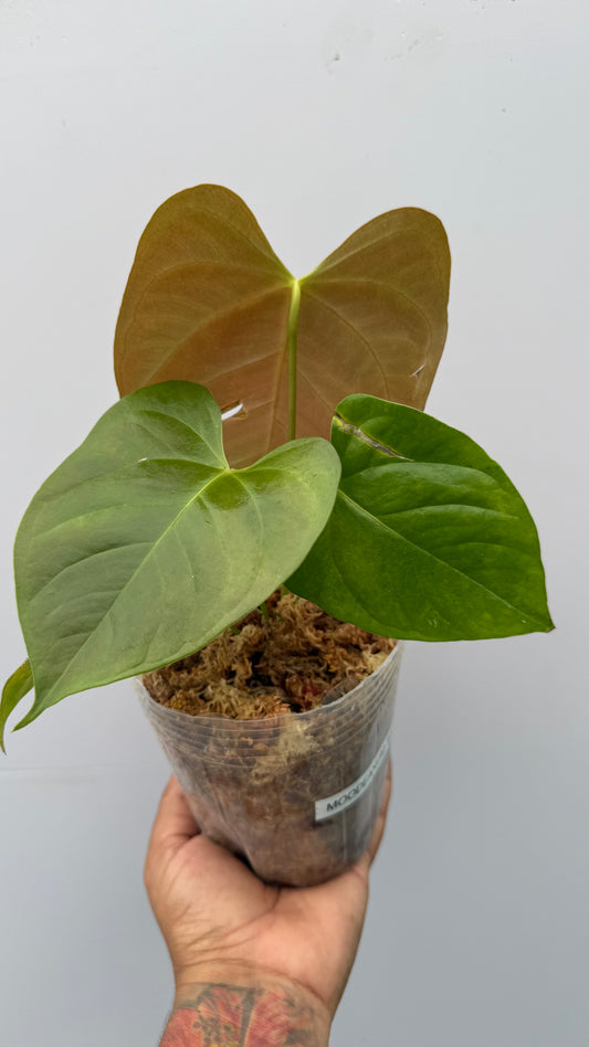 Anthurium Moodeanum