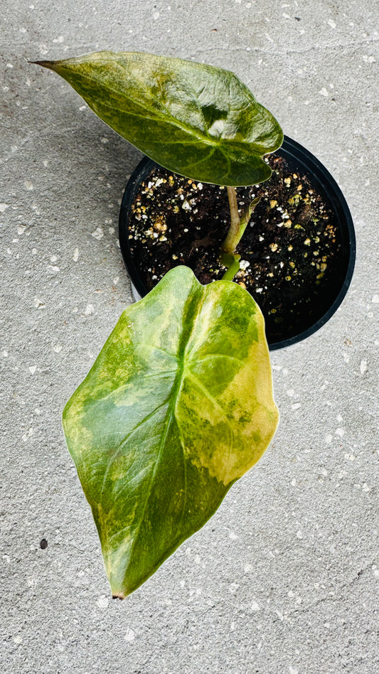 Alocasia Wentii Aurea Variegated