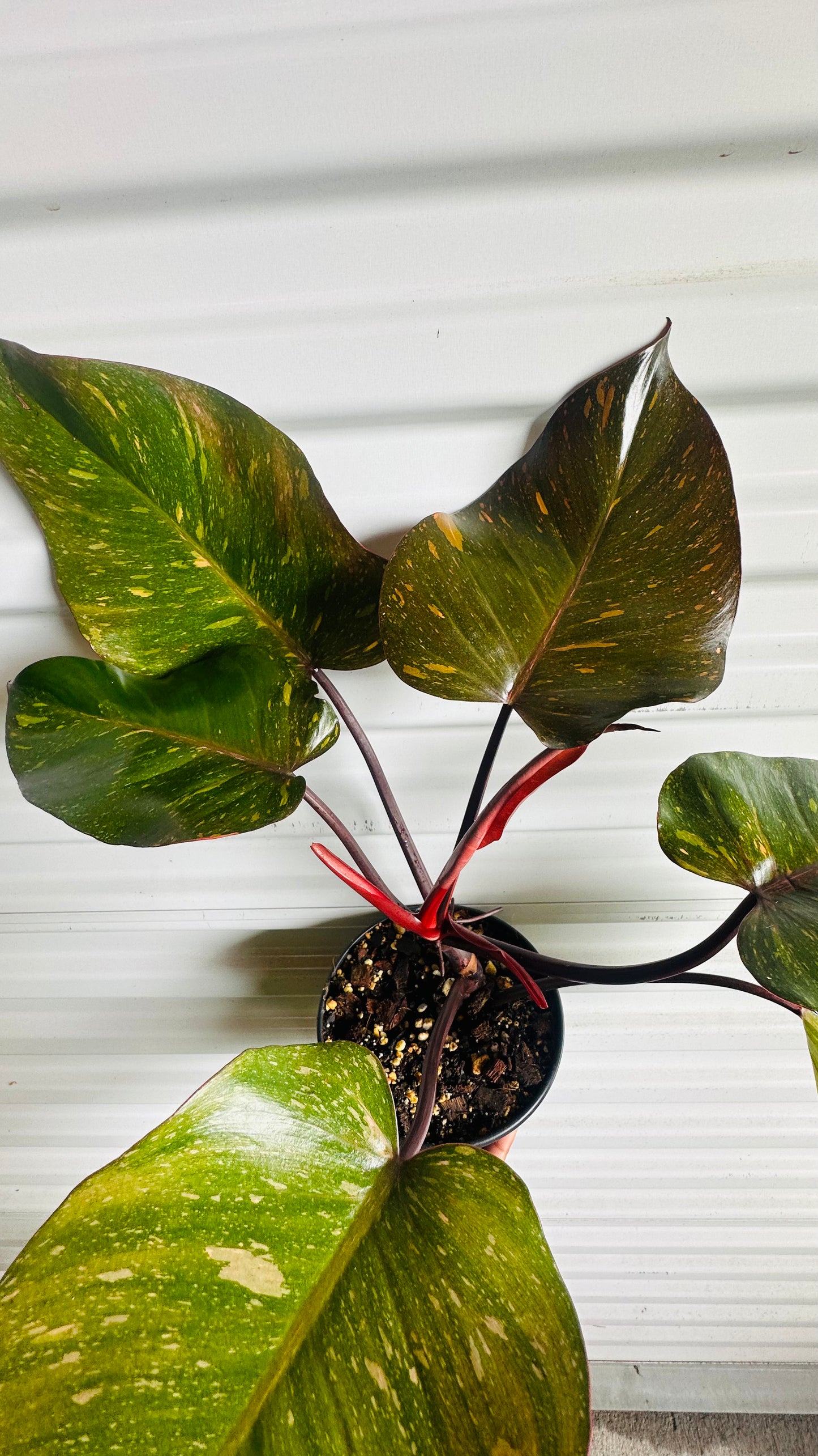 Philodendron Orange Princess LG