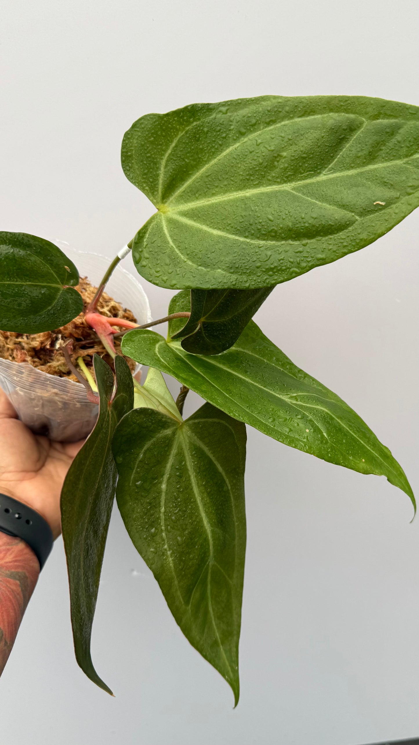 Anthurium Forgetti x Papi Red Steam