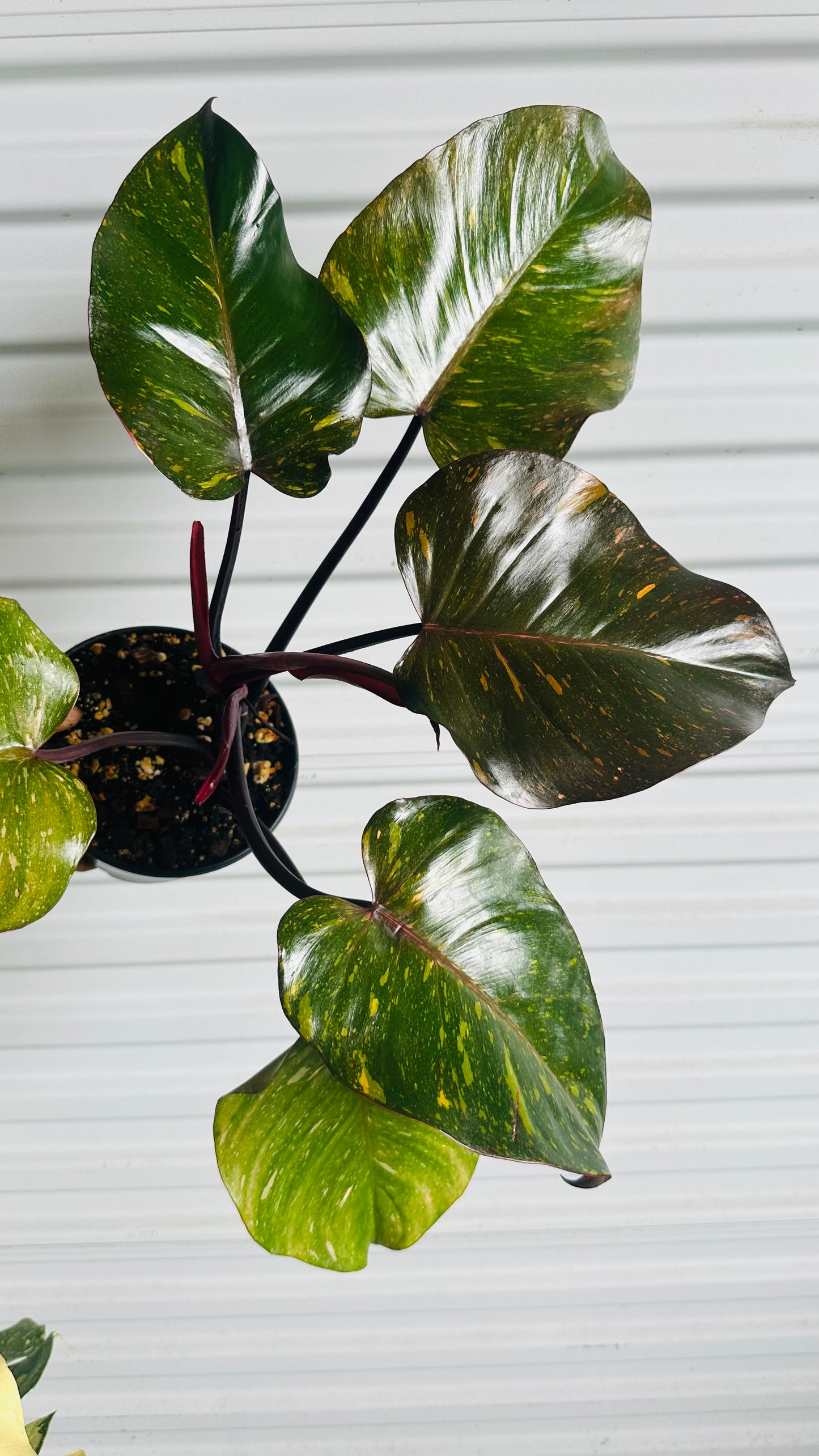 Philodendron Orange Princess LG