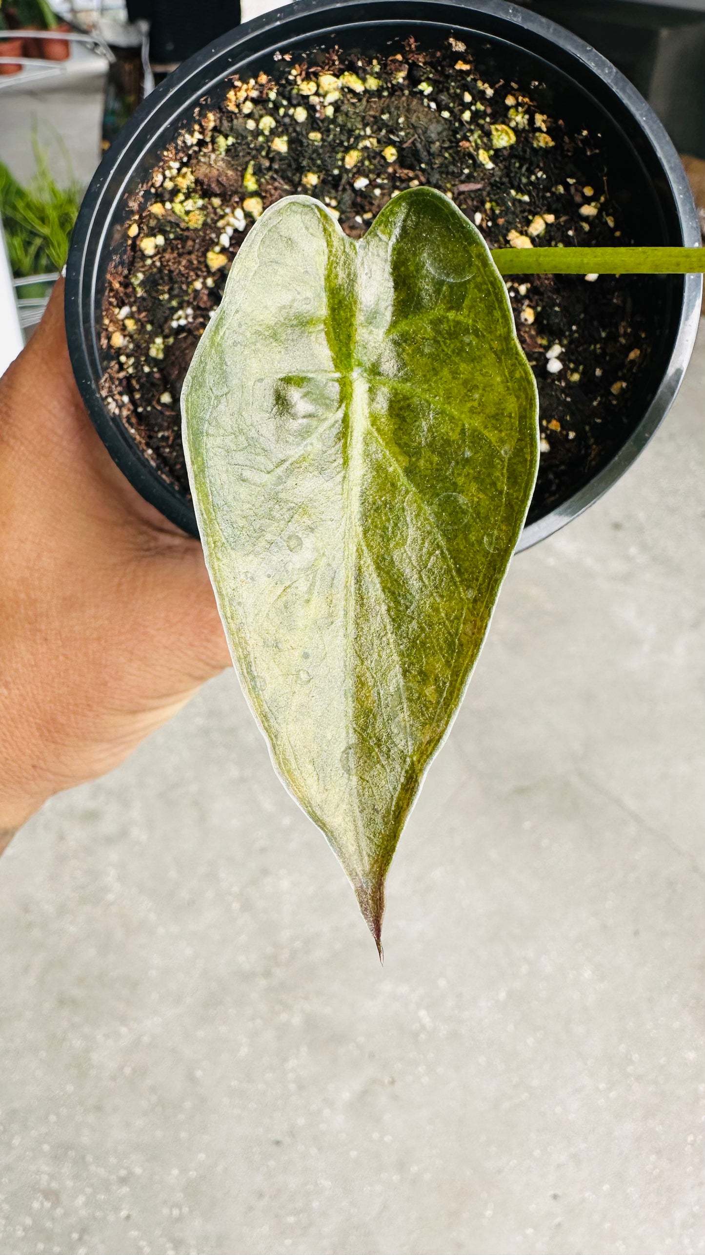 Alocasia Wentii Aurea Variegated