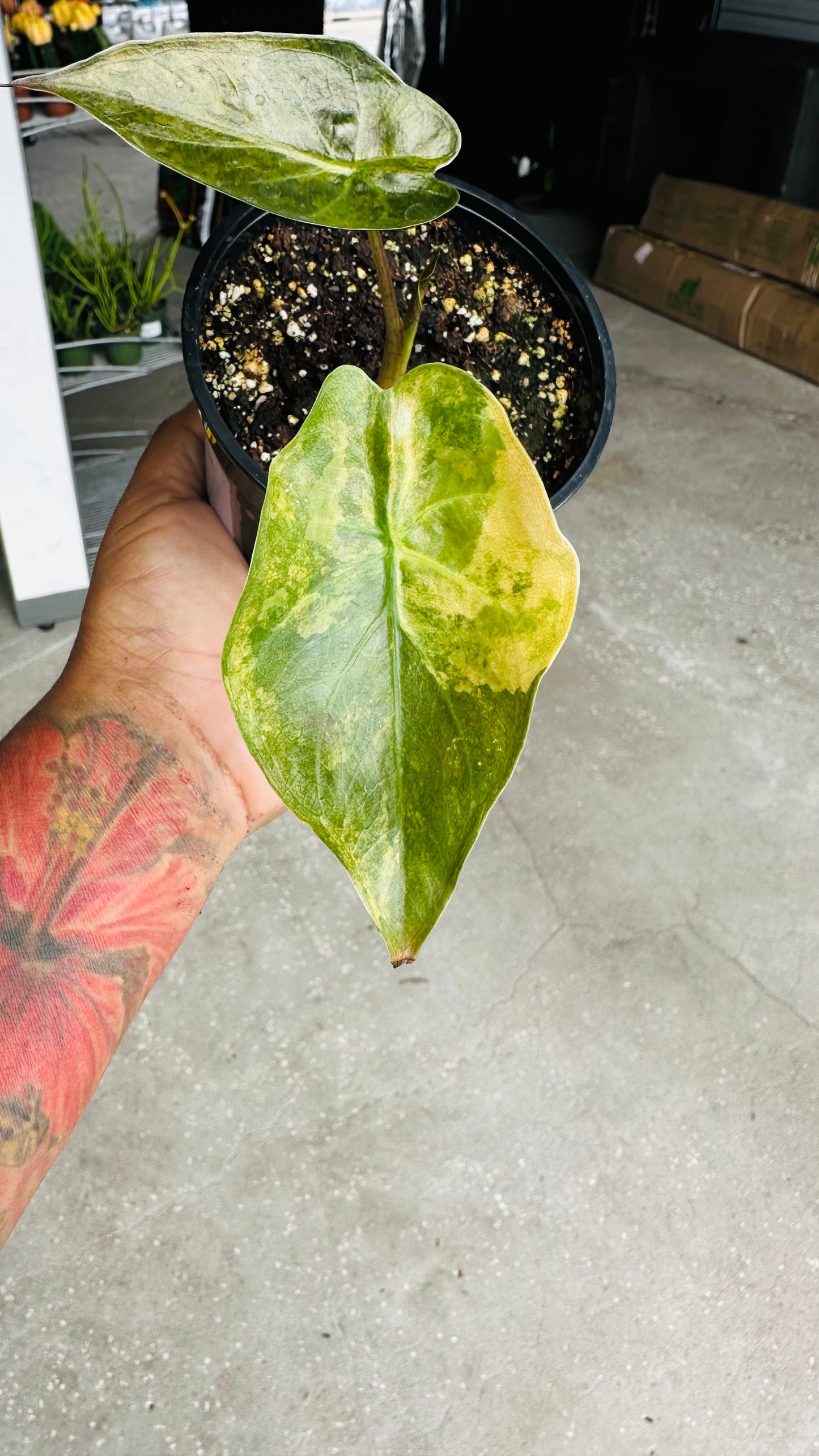 Alocasia Wentii Aurea Variegated