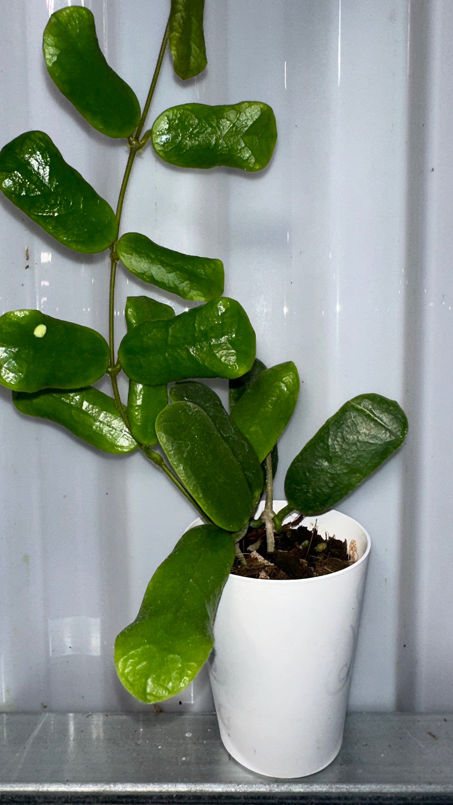 Hoya Rotundiflora