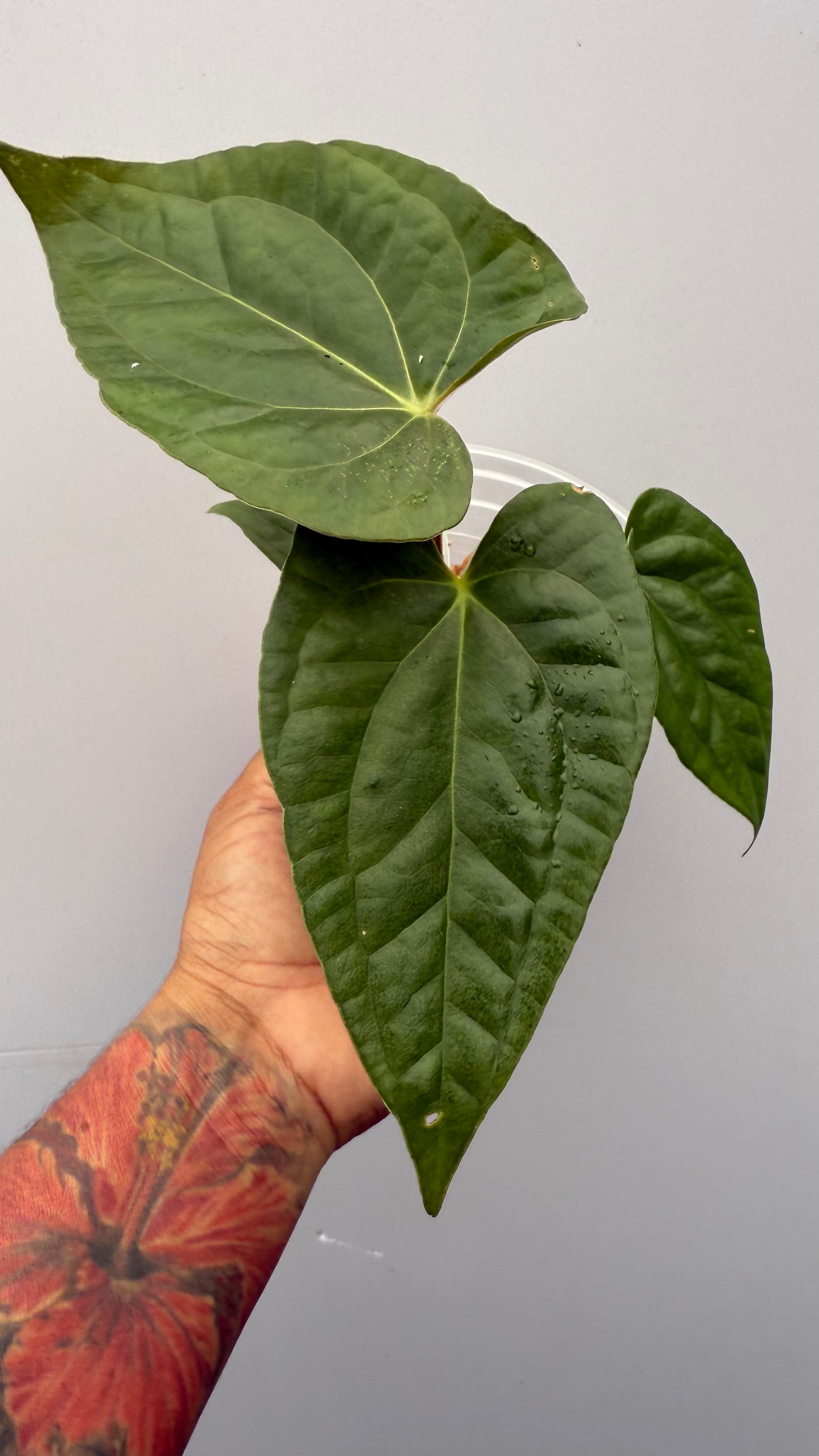 Anthurium Legend x Luxurian