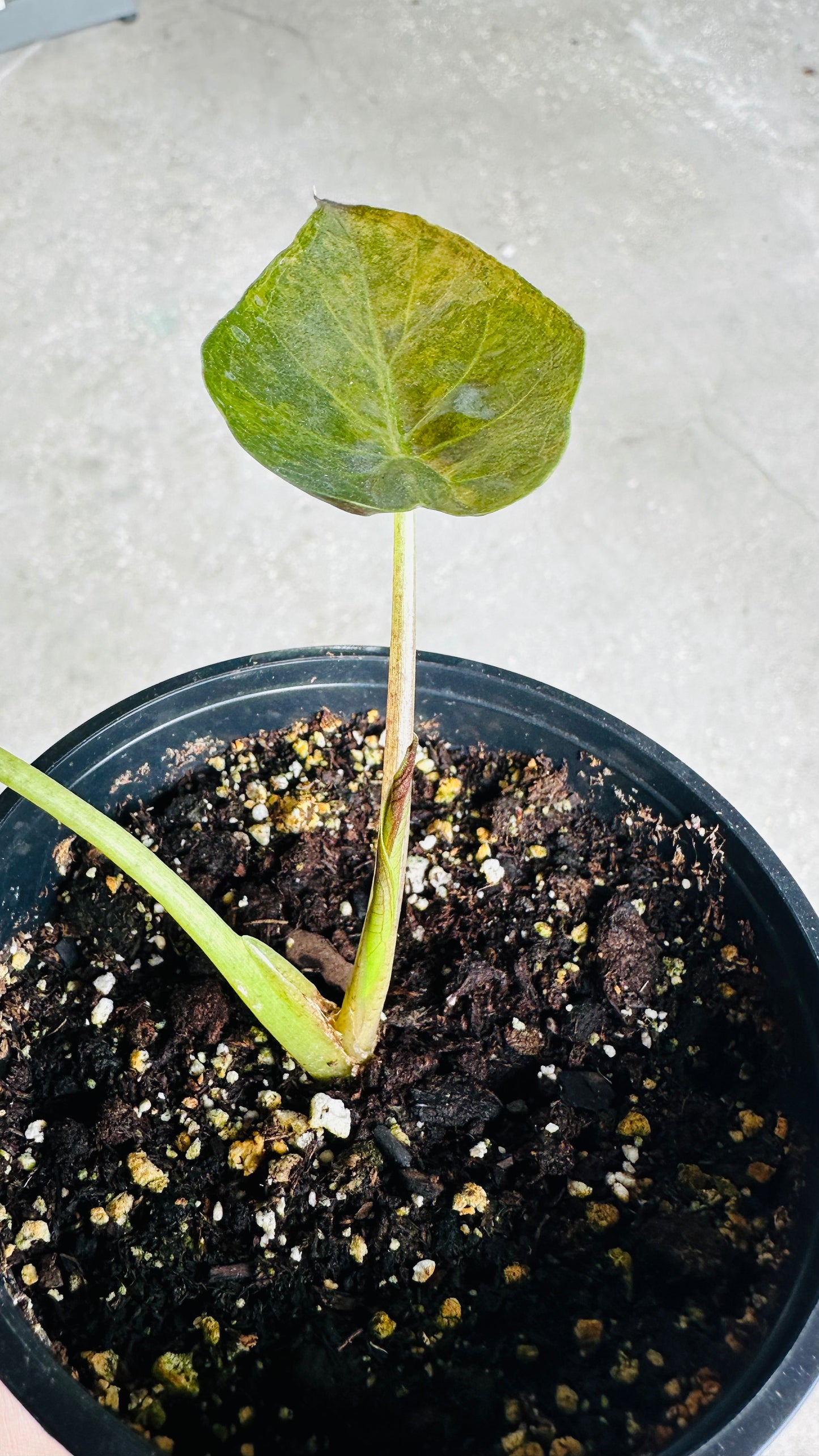 Alocasia Wentii Aurea Variegated