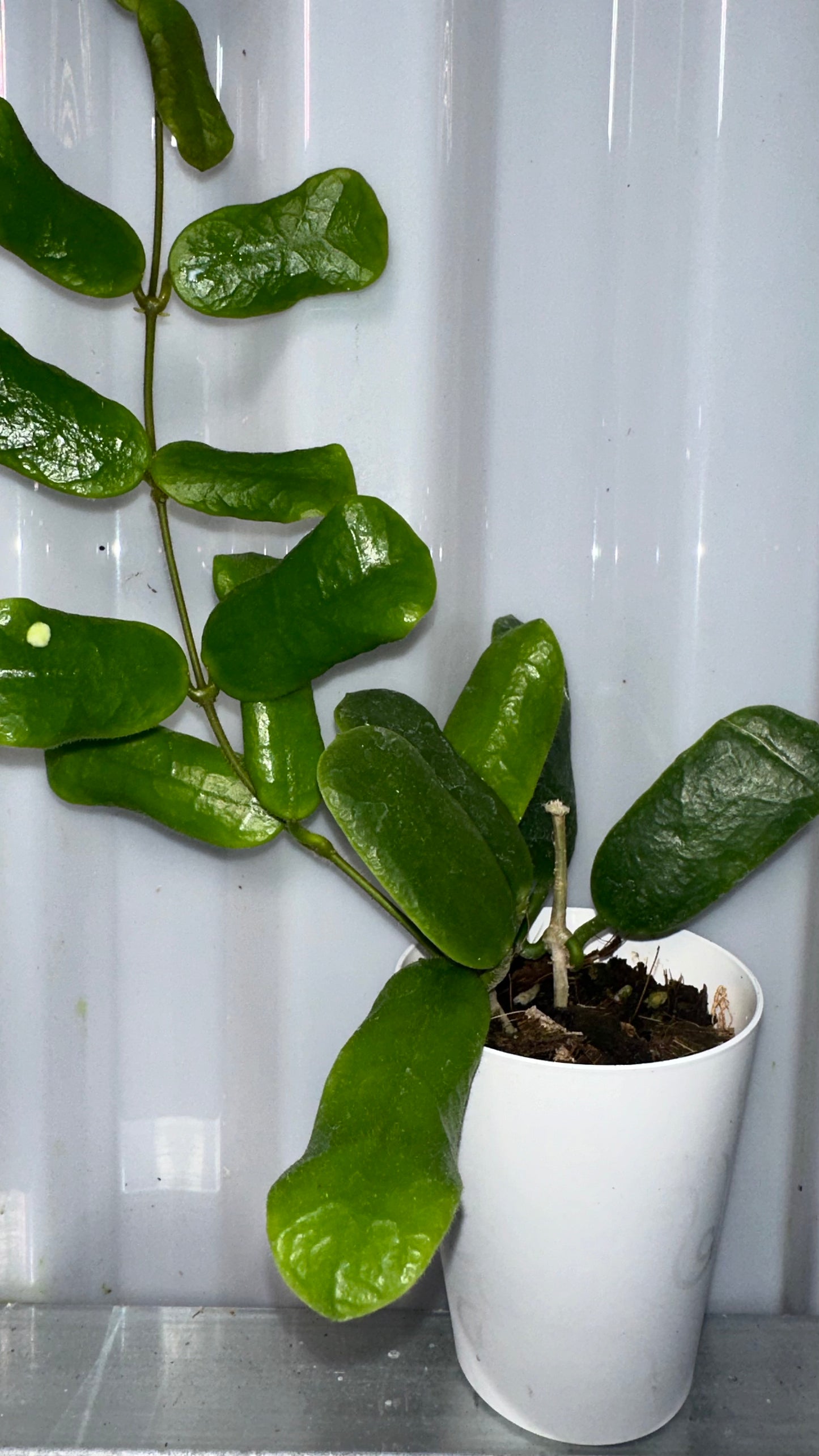 Hoya Rotundiflora