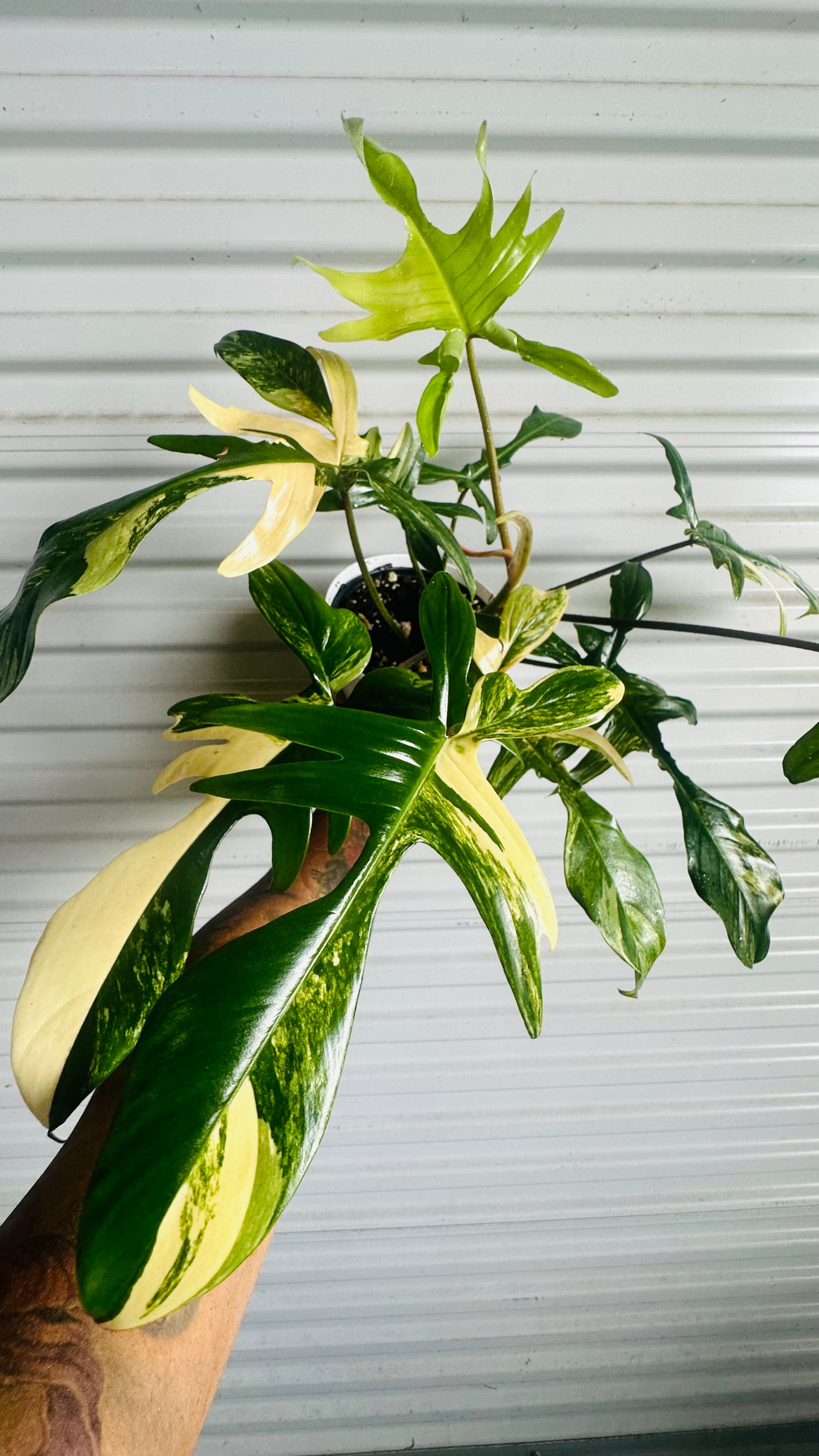 Philodendron Florida Beauty