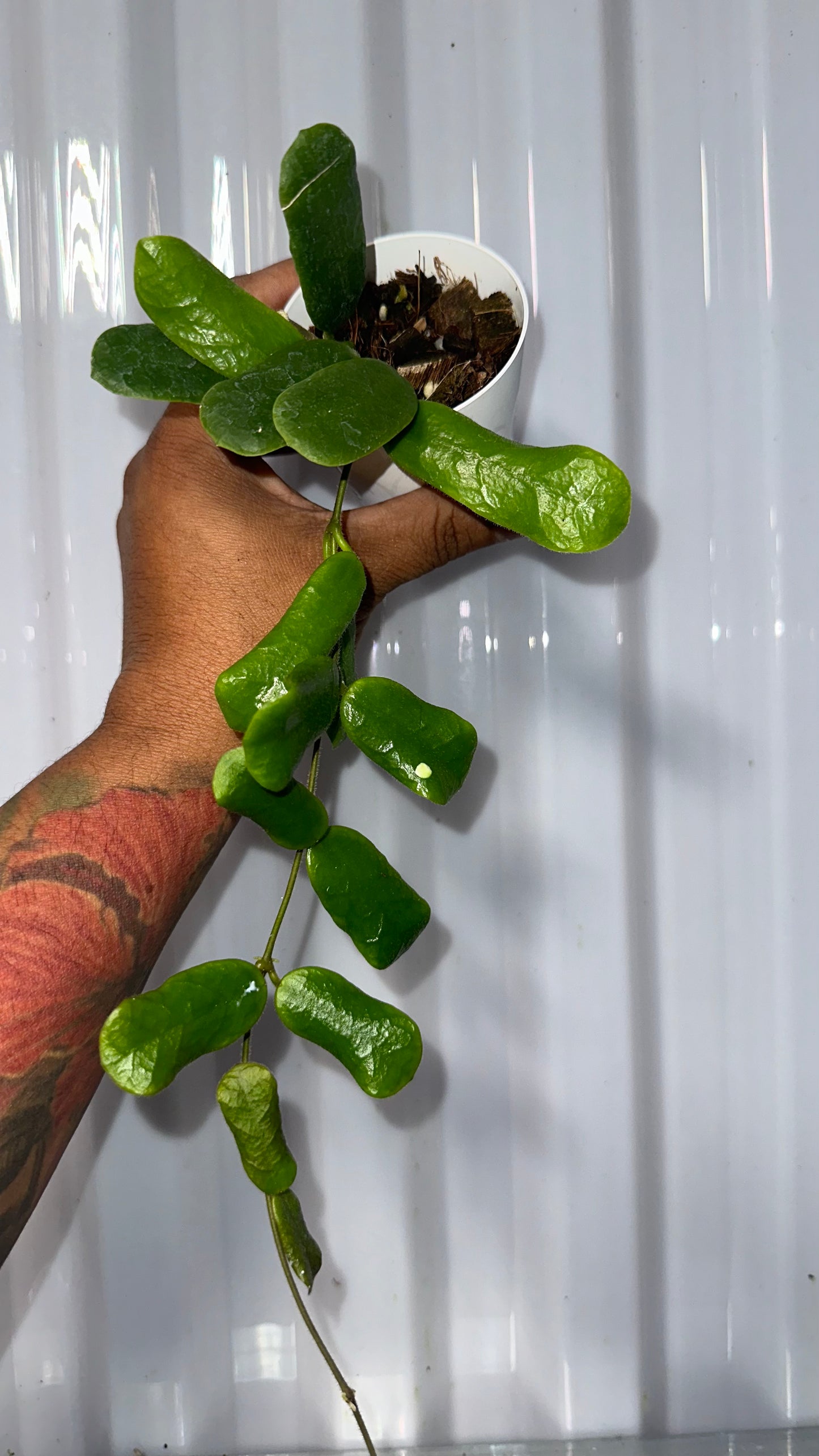 Hoya Rotundiflora