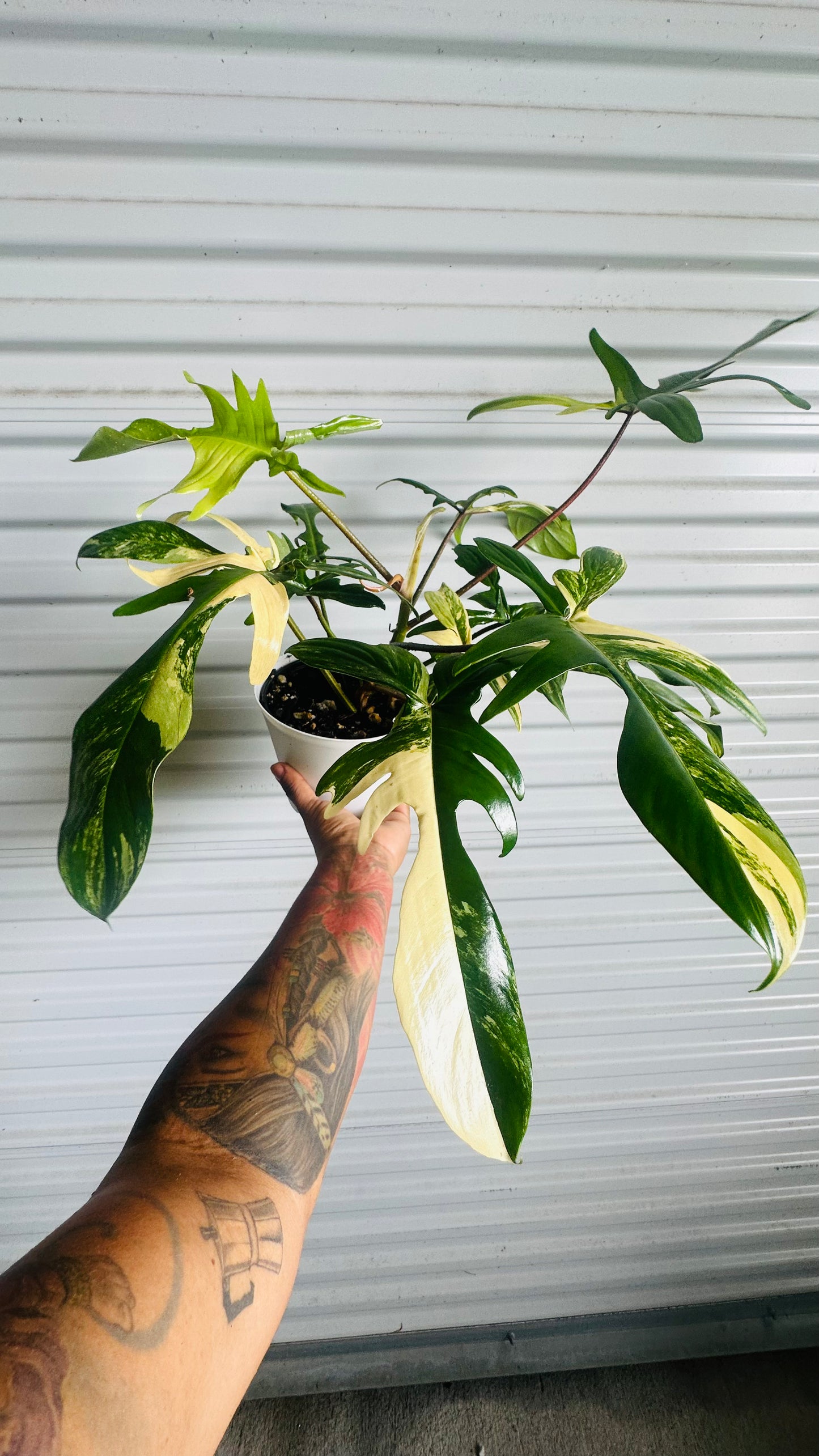 Philodendron Florida Beauty