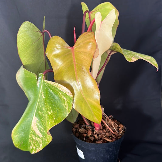 Philodendron Strawberry Shake Variegated